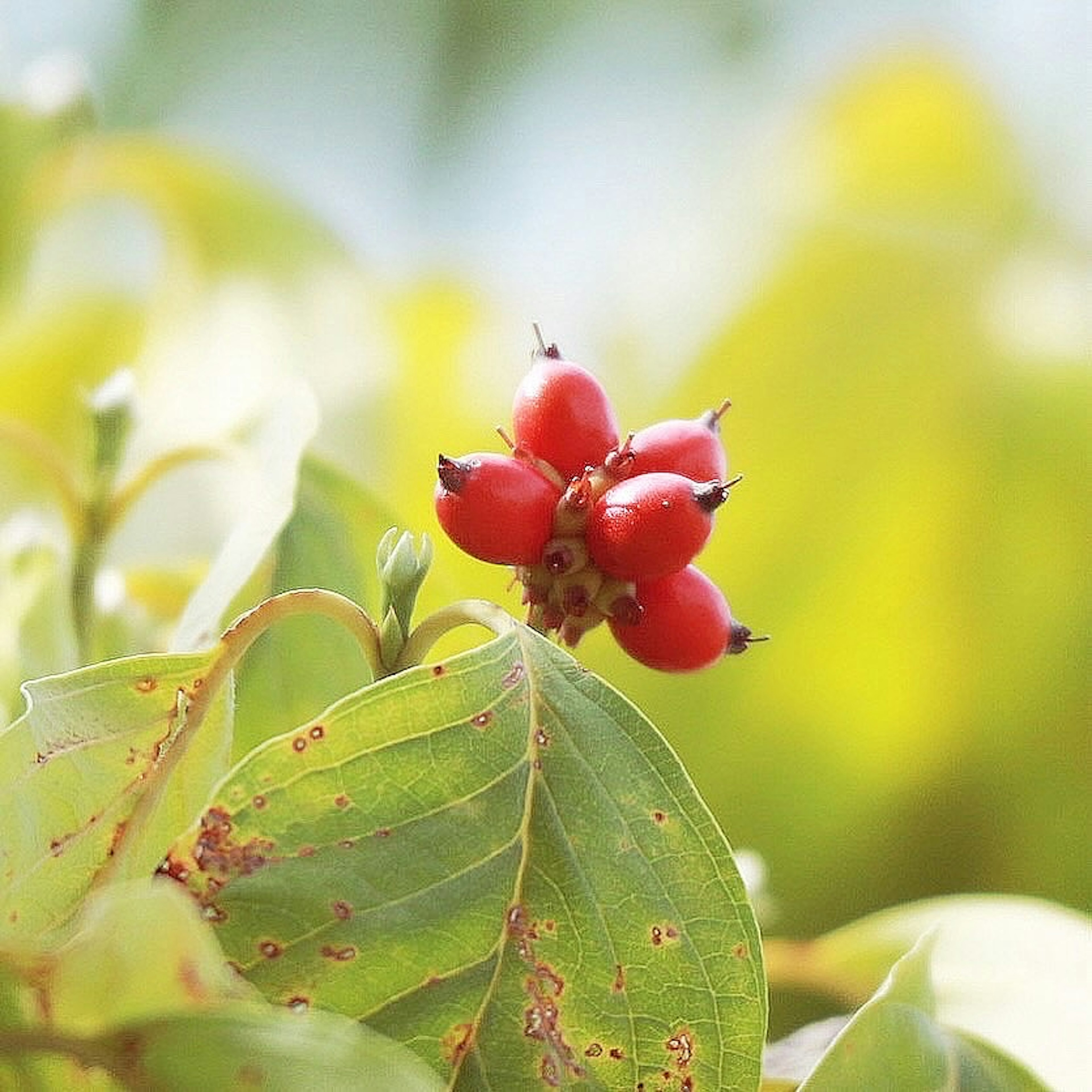 Tanaman dengan buah merah dan daun hijau