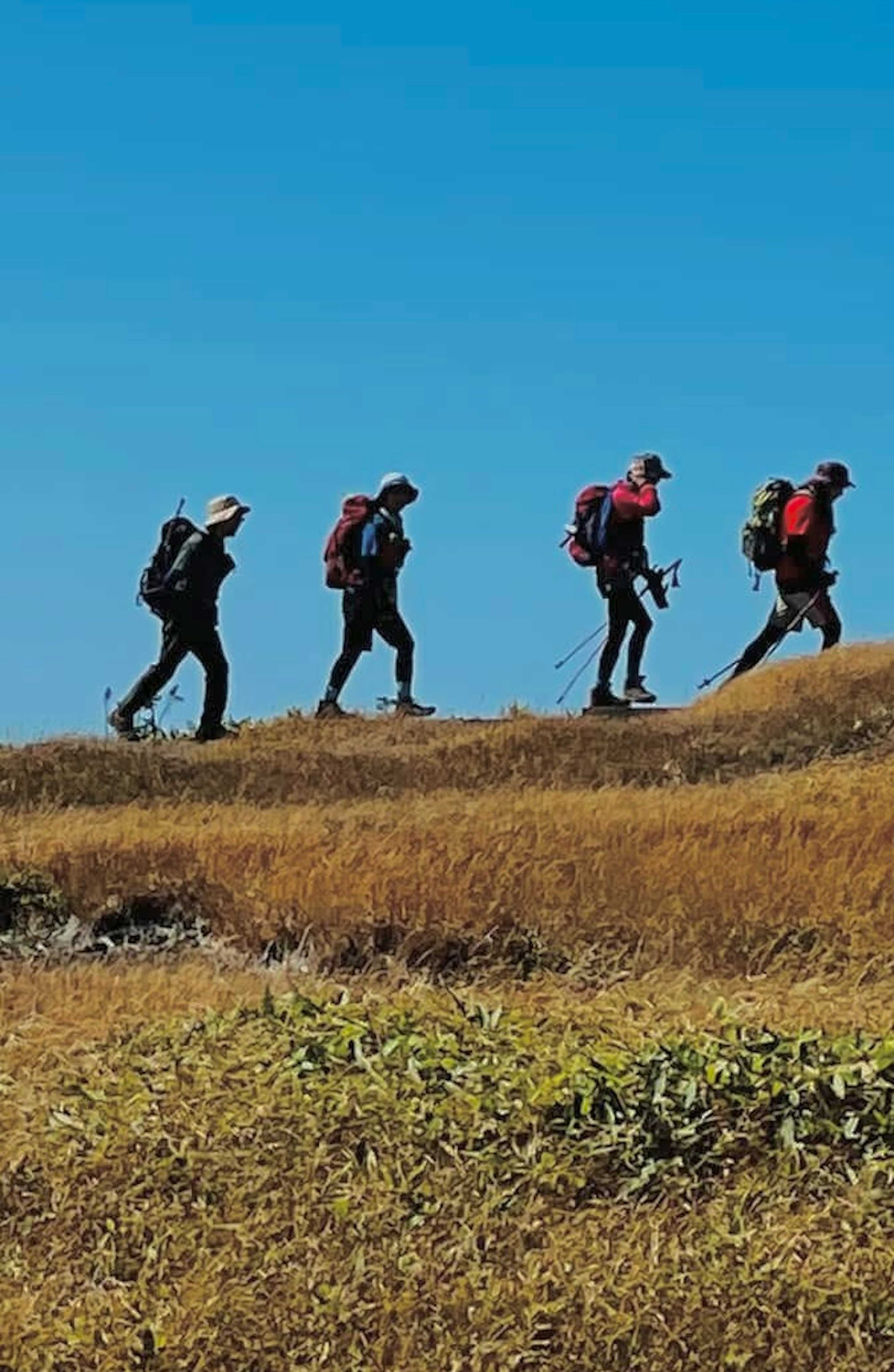 青空の下でハイキングをする4人の登山者が草地を歩いている