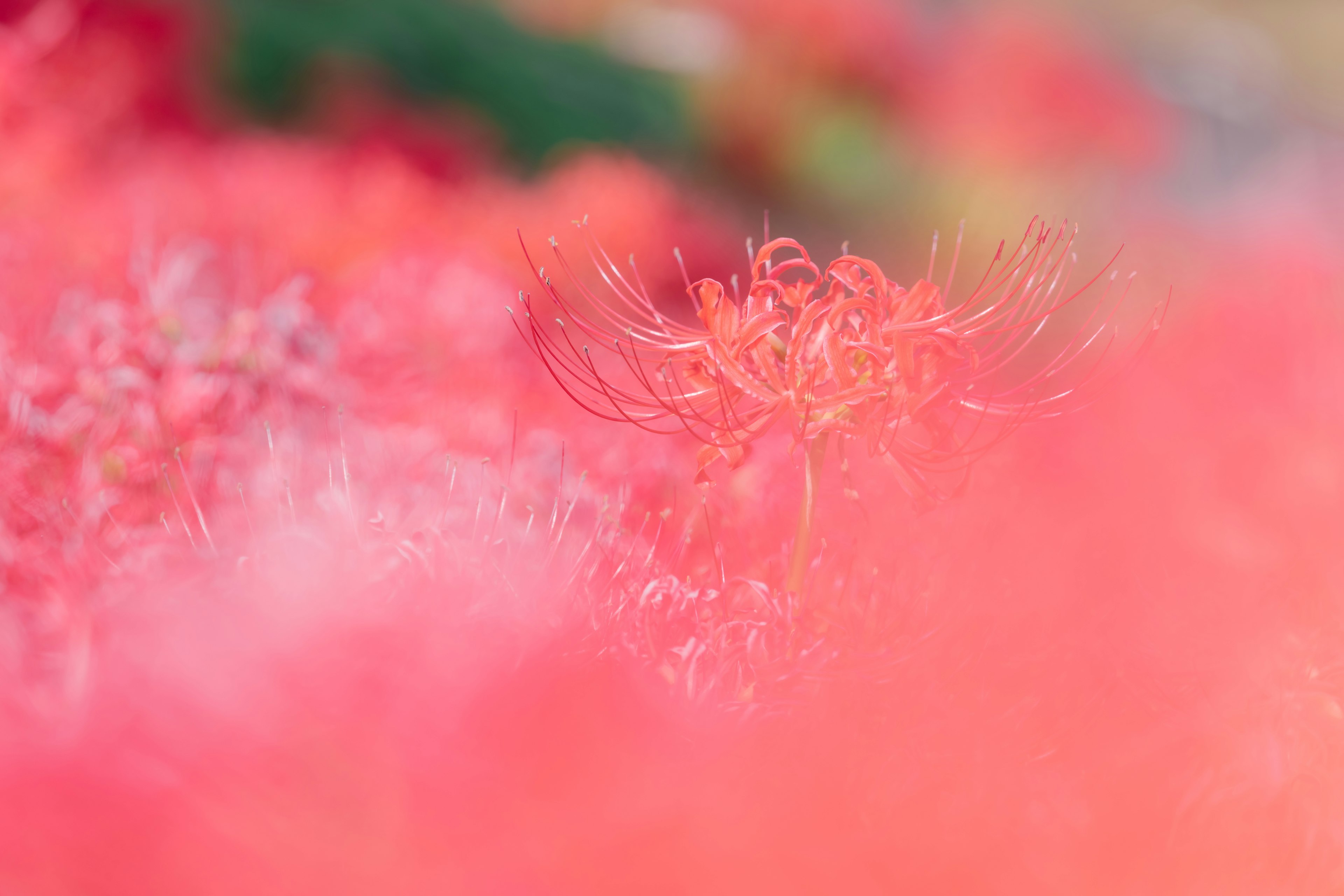 Vibrant red flowers softly blurred in the background