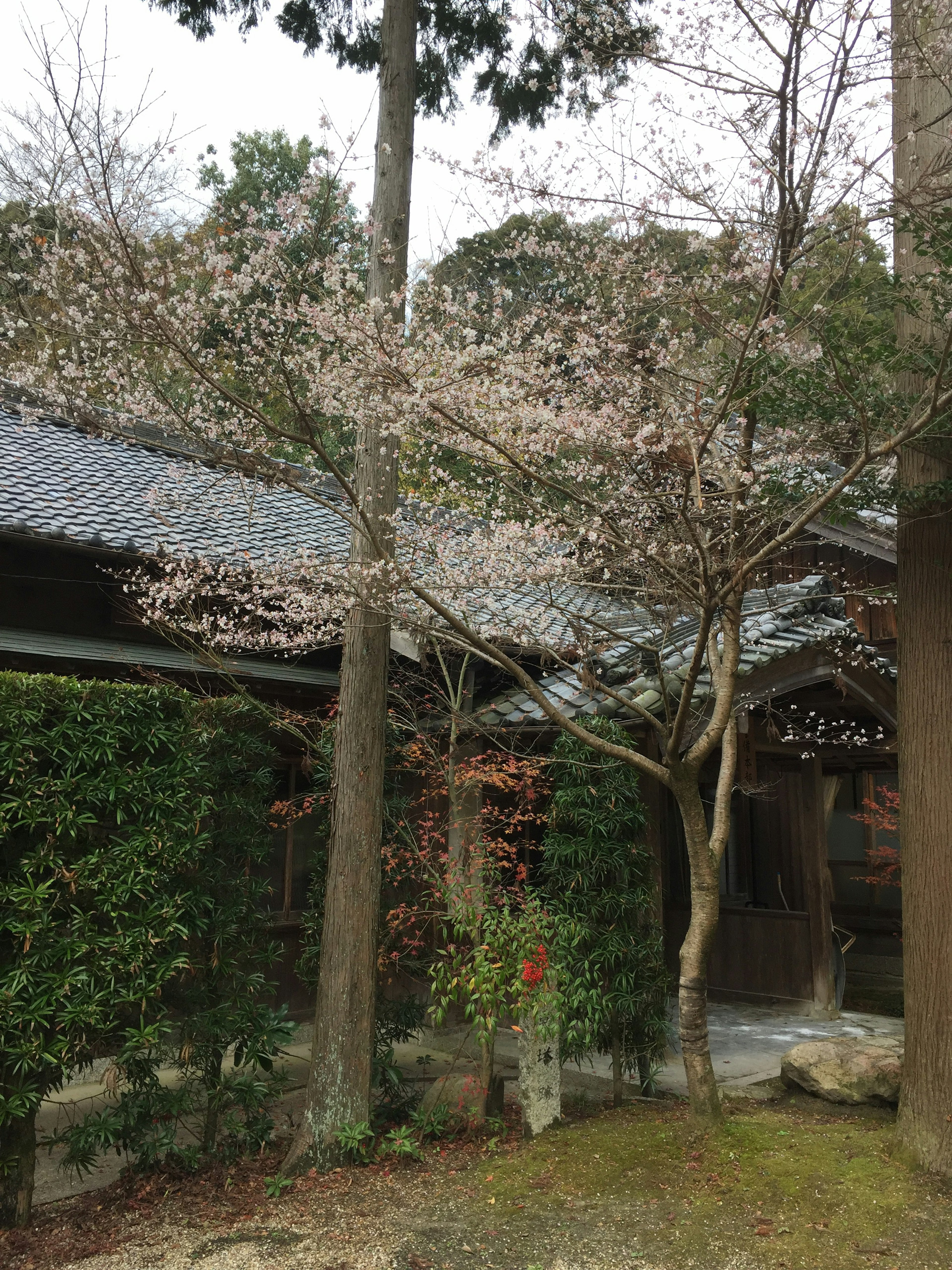 桜の木と伝統的な日本の家屋が見える風景