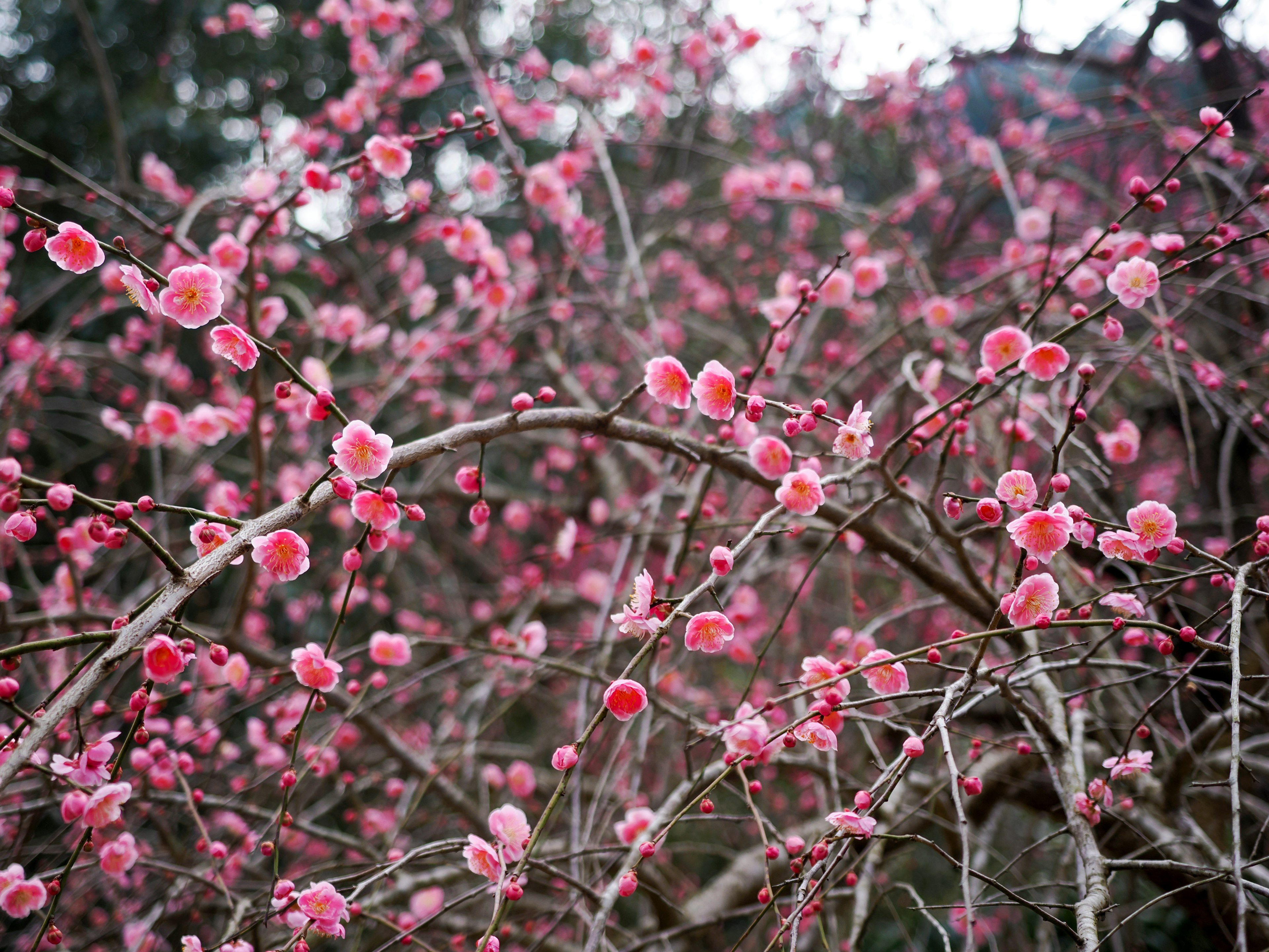 ภาพใกล้ของกิ่งก้านที่มีดอกไม้สีชมพูบาน