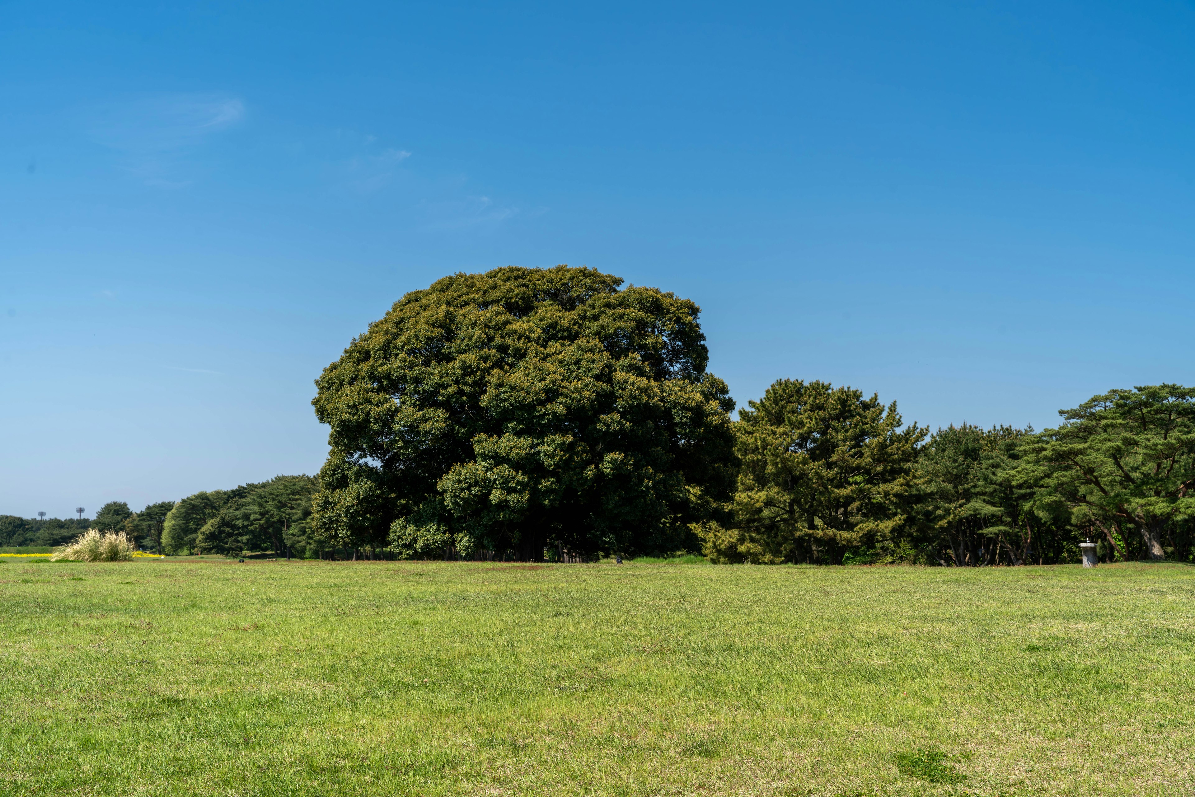 Campo verde lussureggiante sotto un cielo blu chiaro con grandi alberi