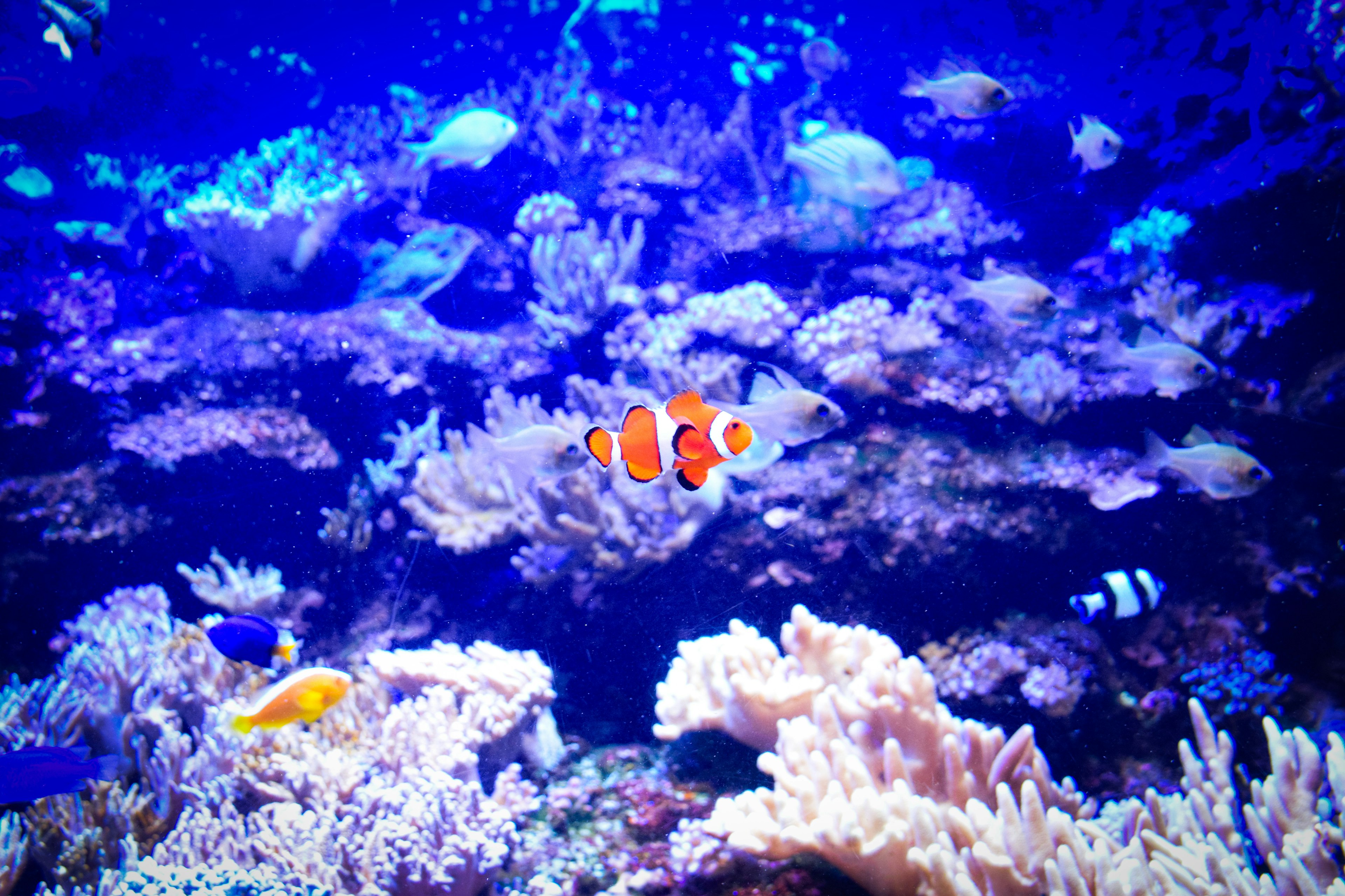 Clownfish swimming among colorful corals in a vibrant underwater scene