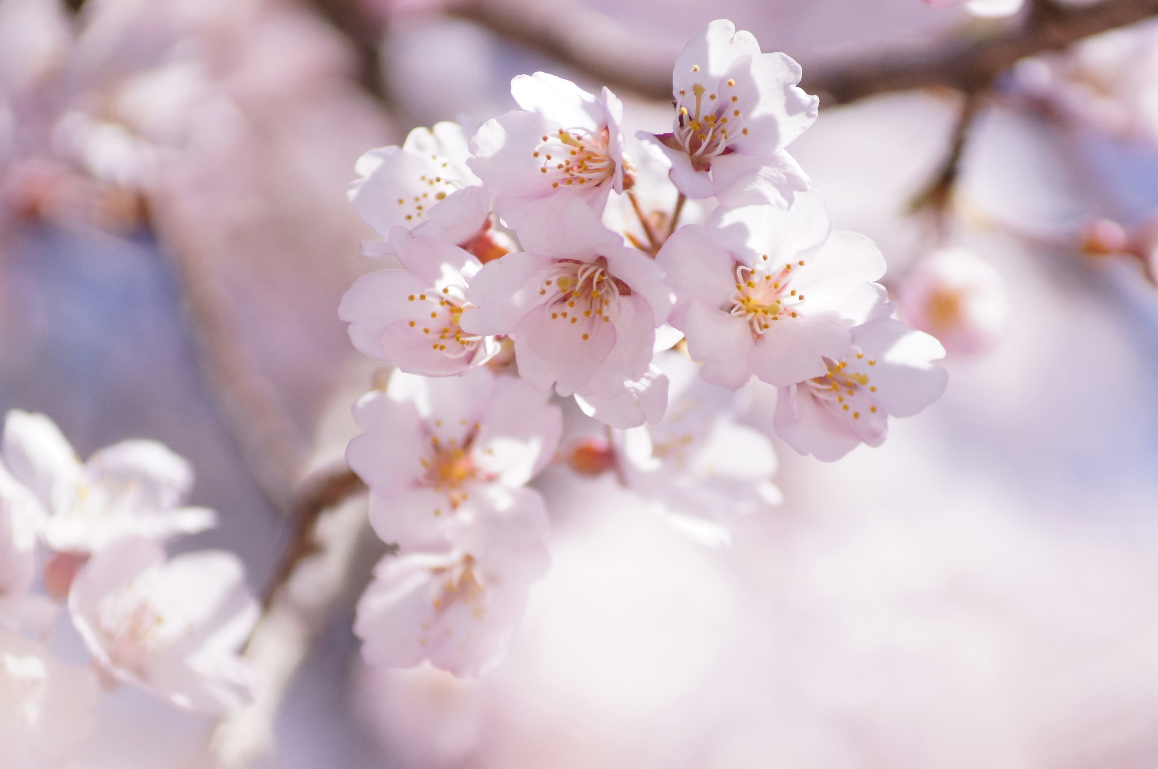 Close-up bunga sakura dengan kelopak merah muda muda dan pusat kuning