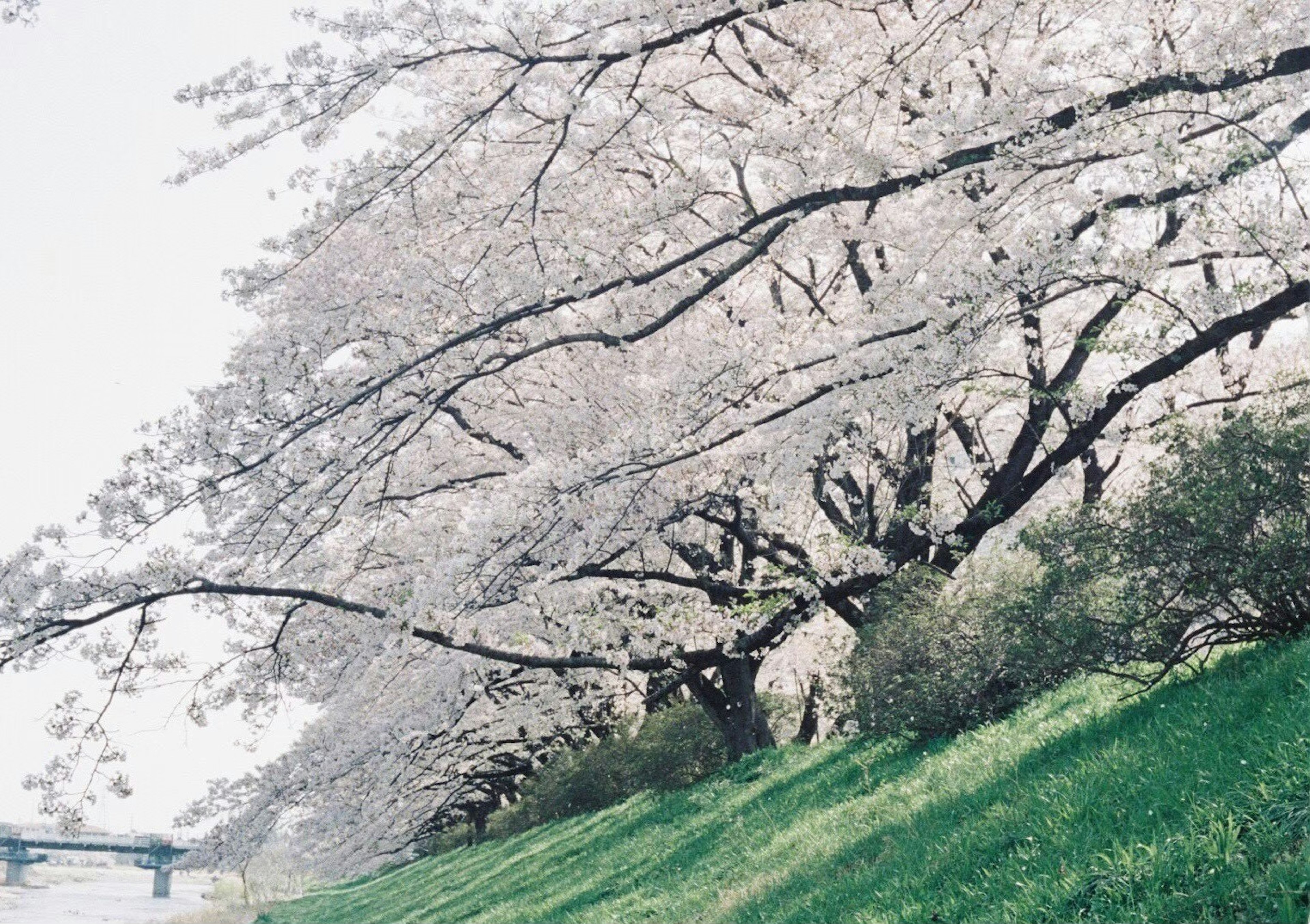 春の桜の木が川のほとりに広がる風景