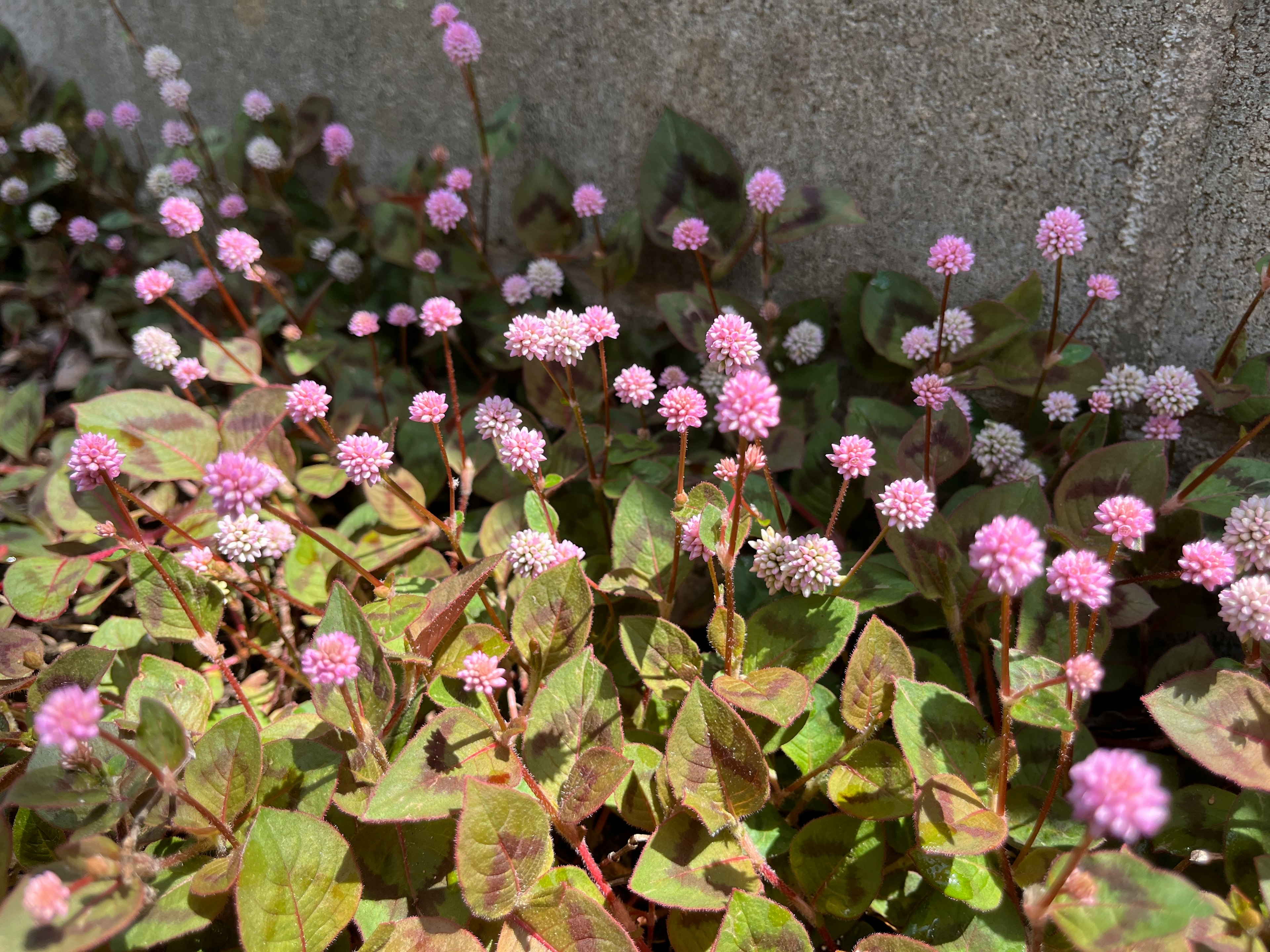 小さなピンクの花が咲く植物の群生が石の壁の前に広がっている