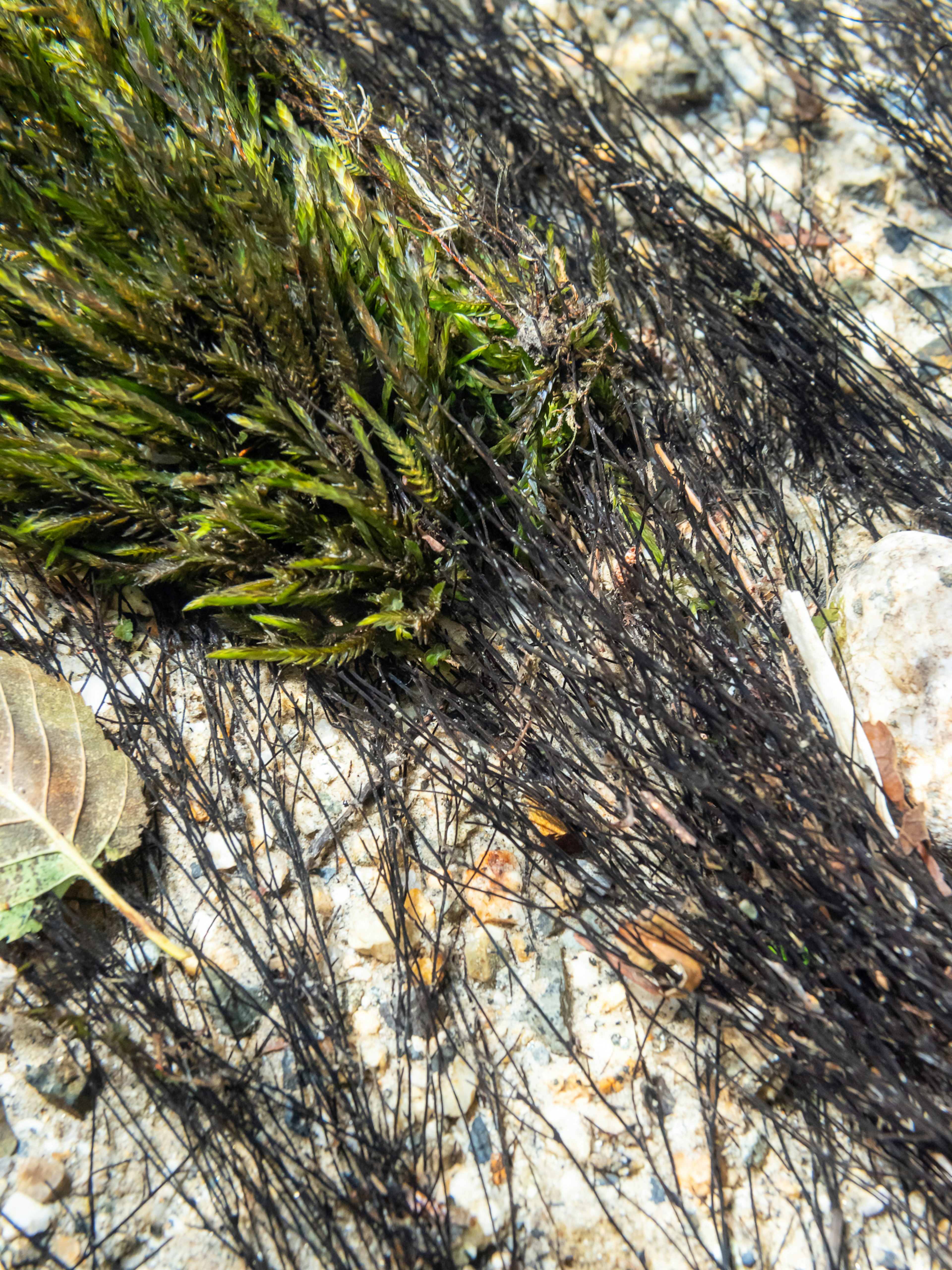 Densa alga nera intrecciata con erba marina verde su una spiaggia rocciosa