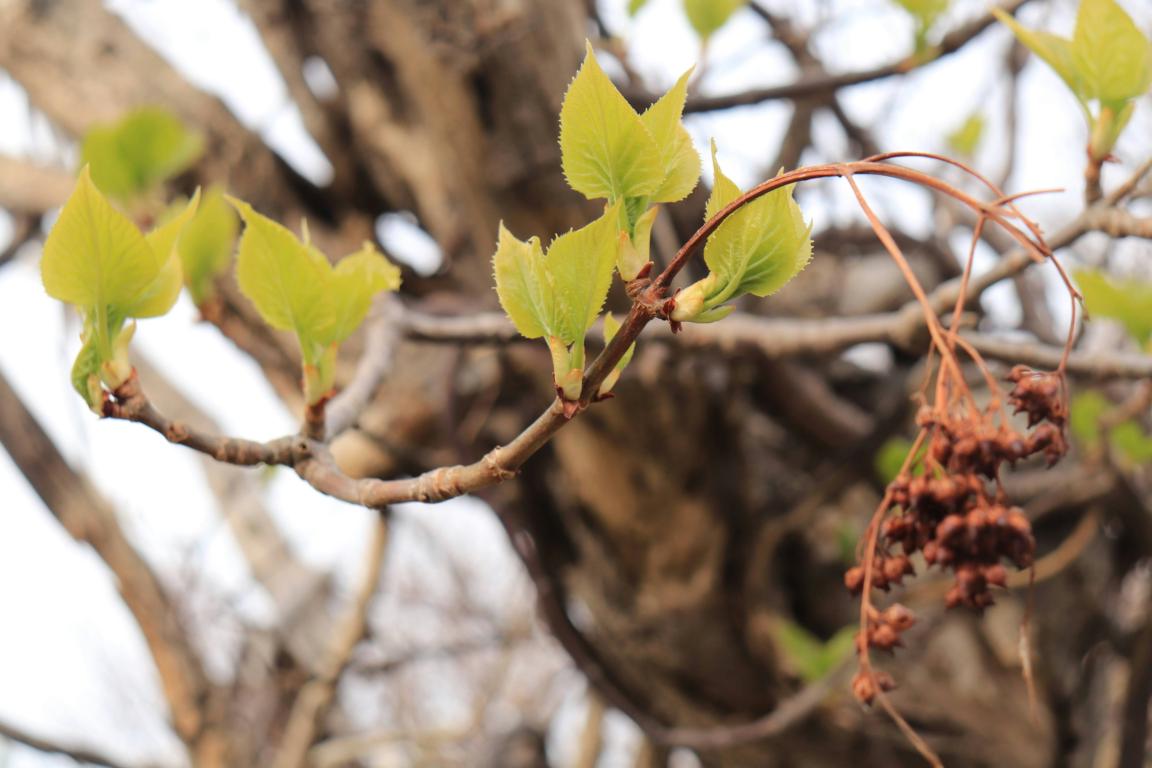 Gros plan d'une branche d'arbre avec des feuilles vertes fraîches et des fruits secs