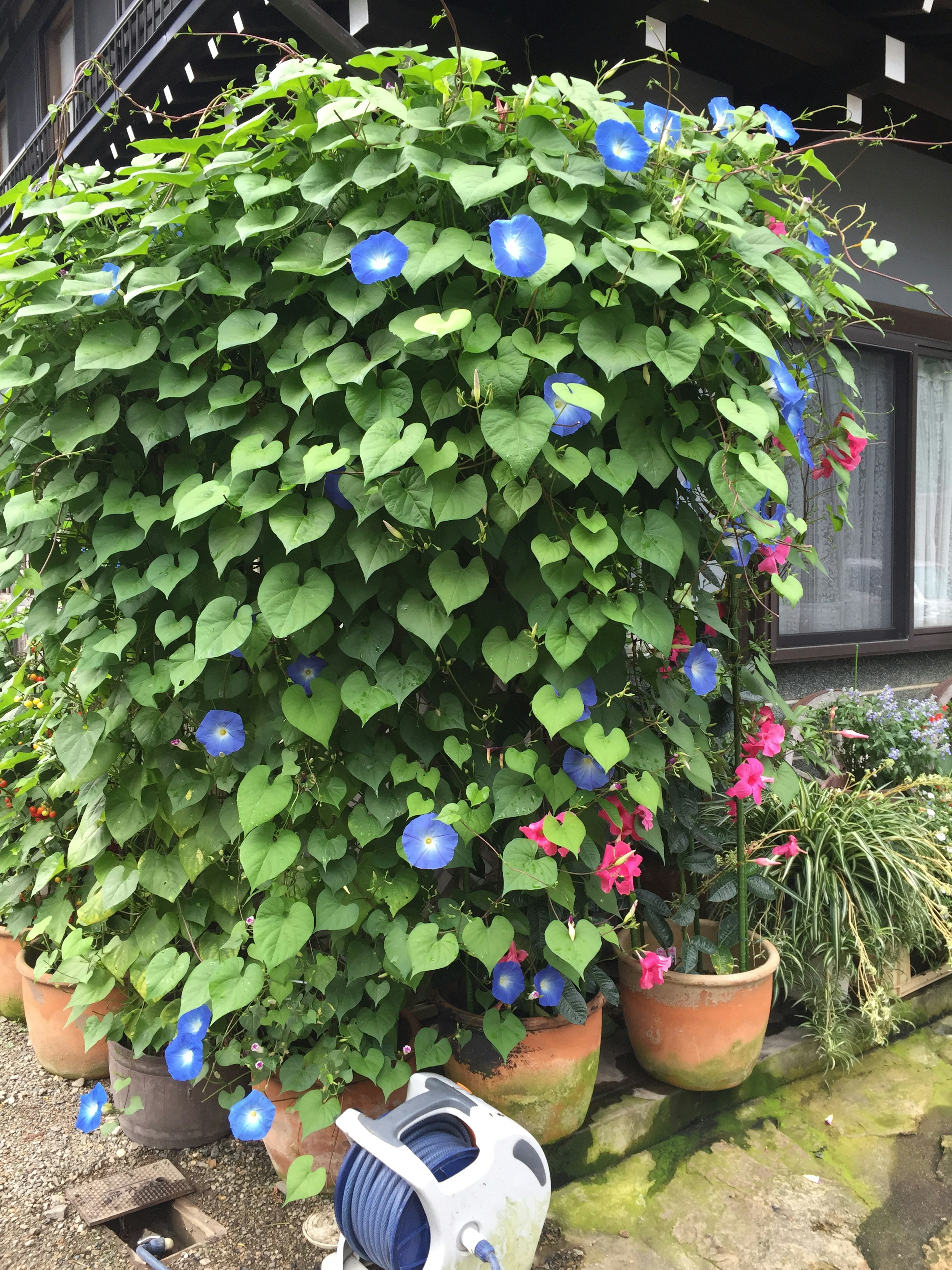 Pianta verde rigogliosa con fiori blu e fiori rosa in vasi