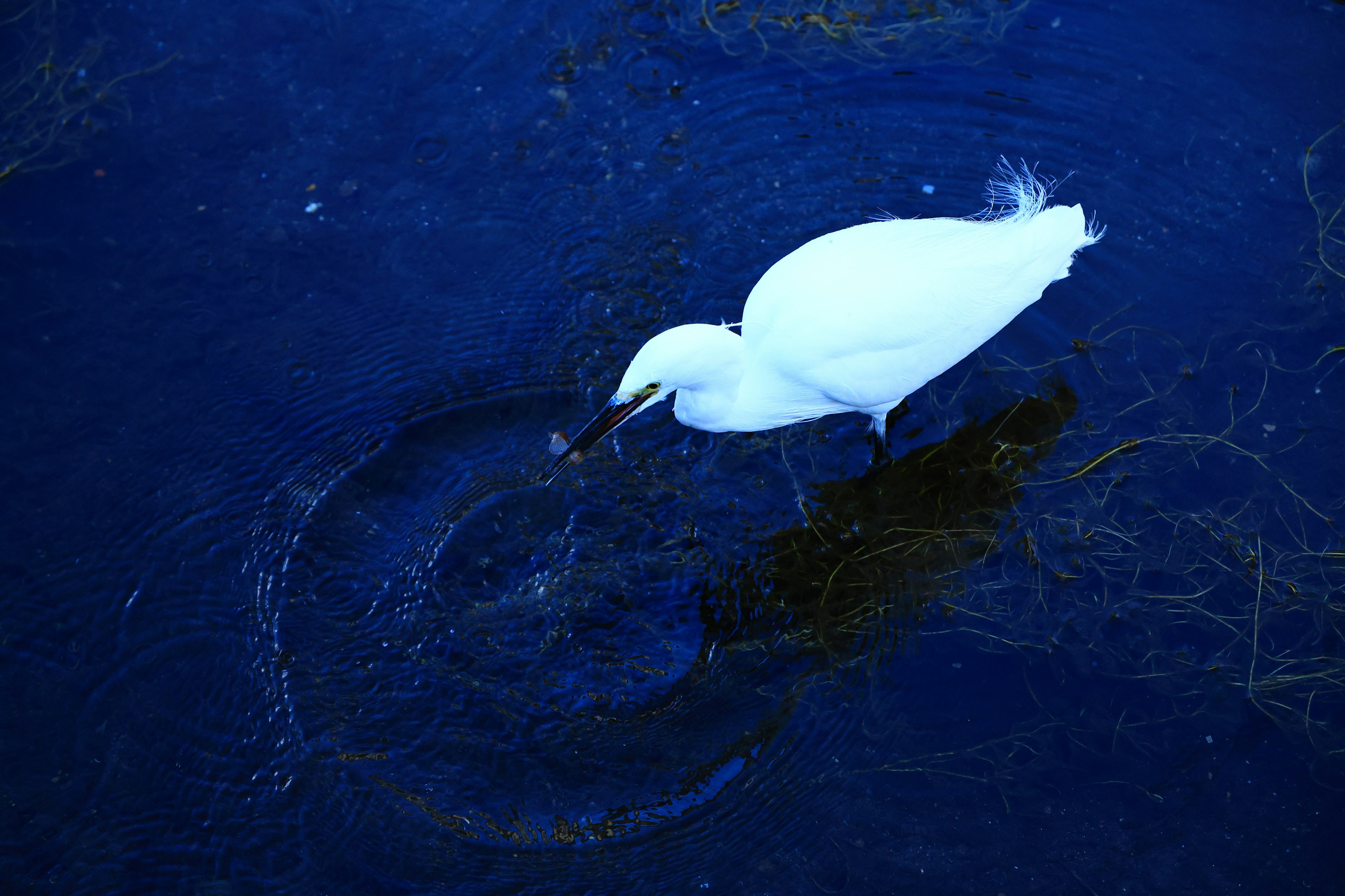 Una garza blanca pescando en agua azul profunda