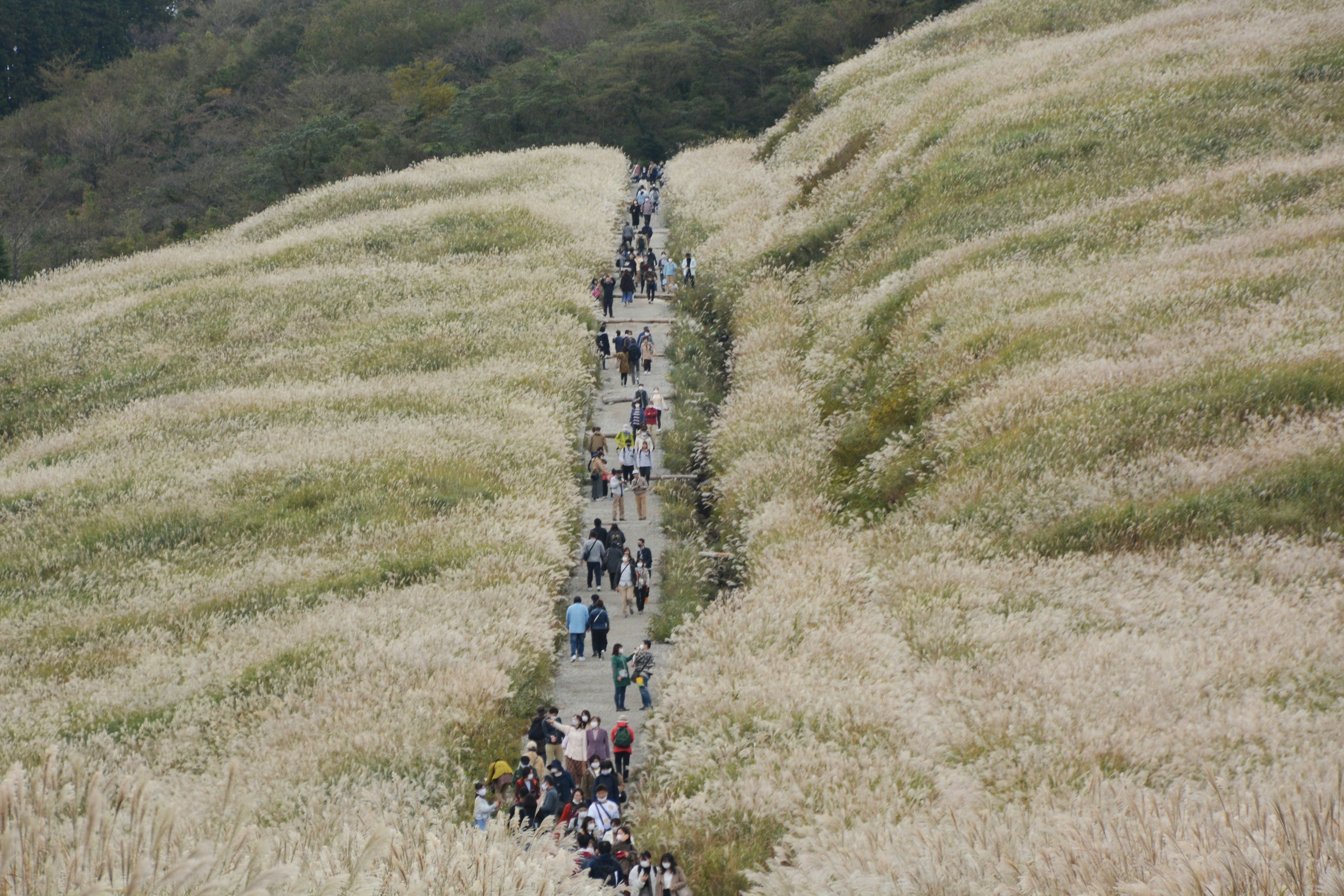 Una vista panoramica di persone che camminano in un campo di erba bianca