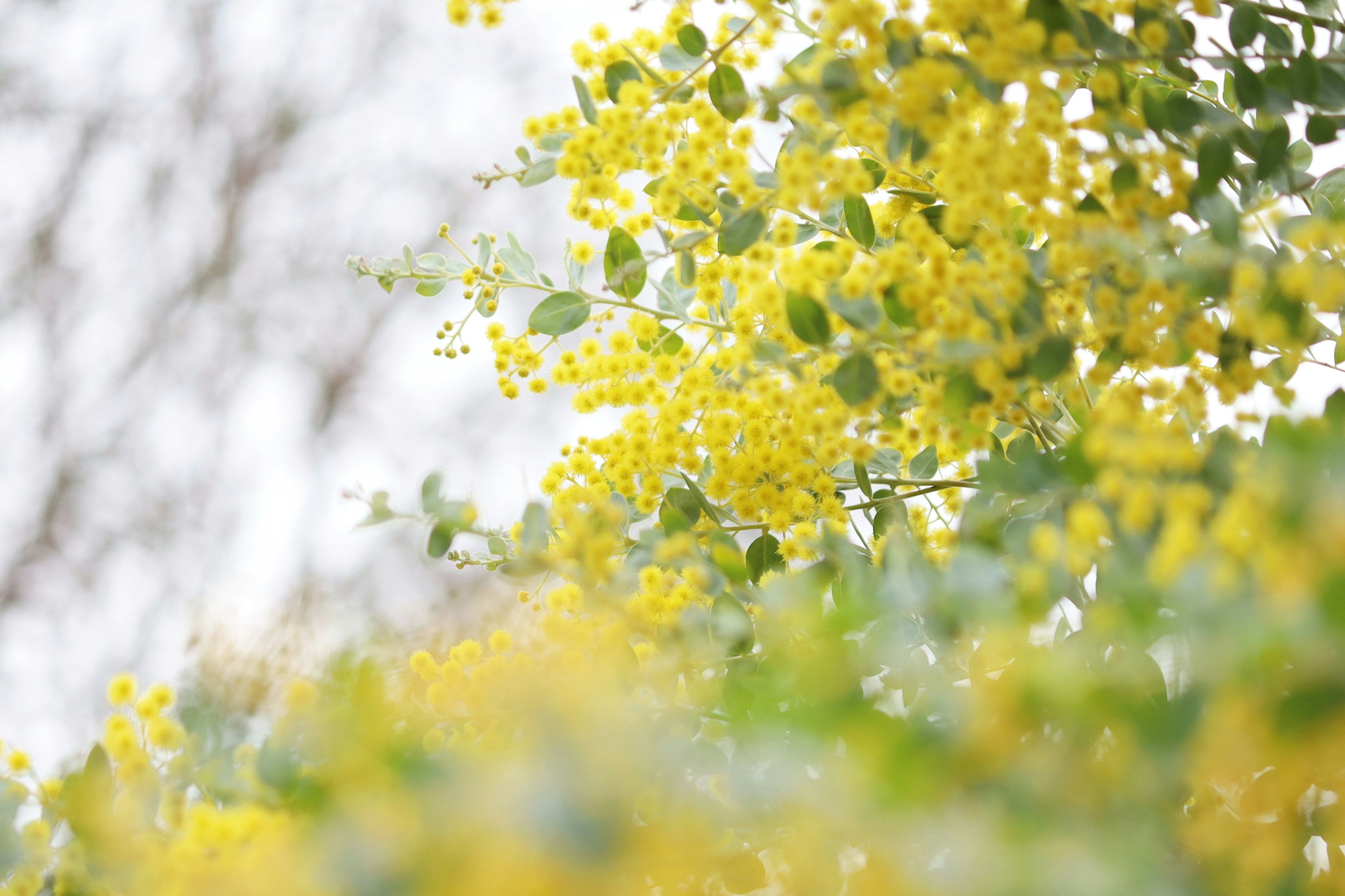 Una hermosa escena con flores amarillas y hojas verdes