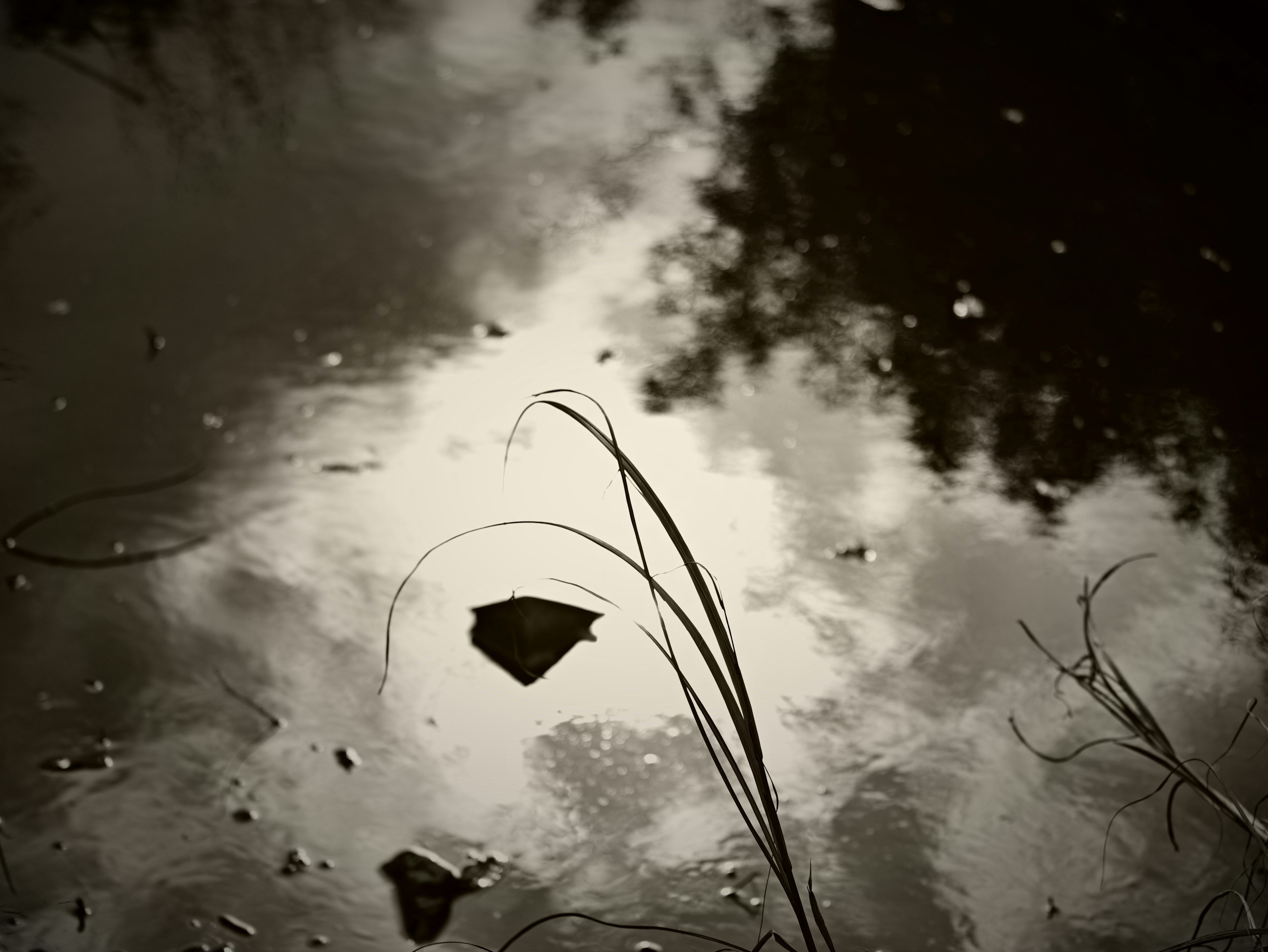 Reflection of clouds and leaves on water surface