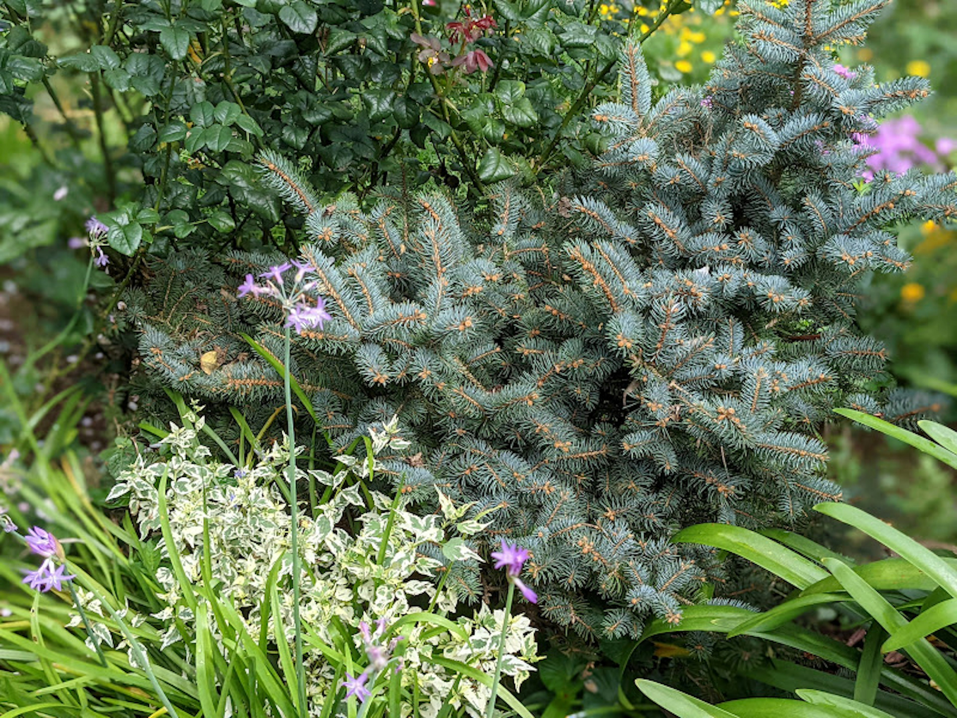 青い針葉樹と白い花の植物が共存する庭の風景