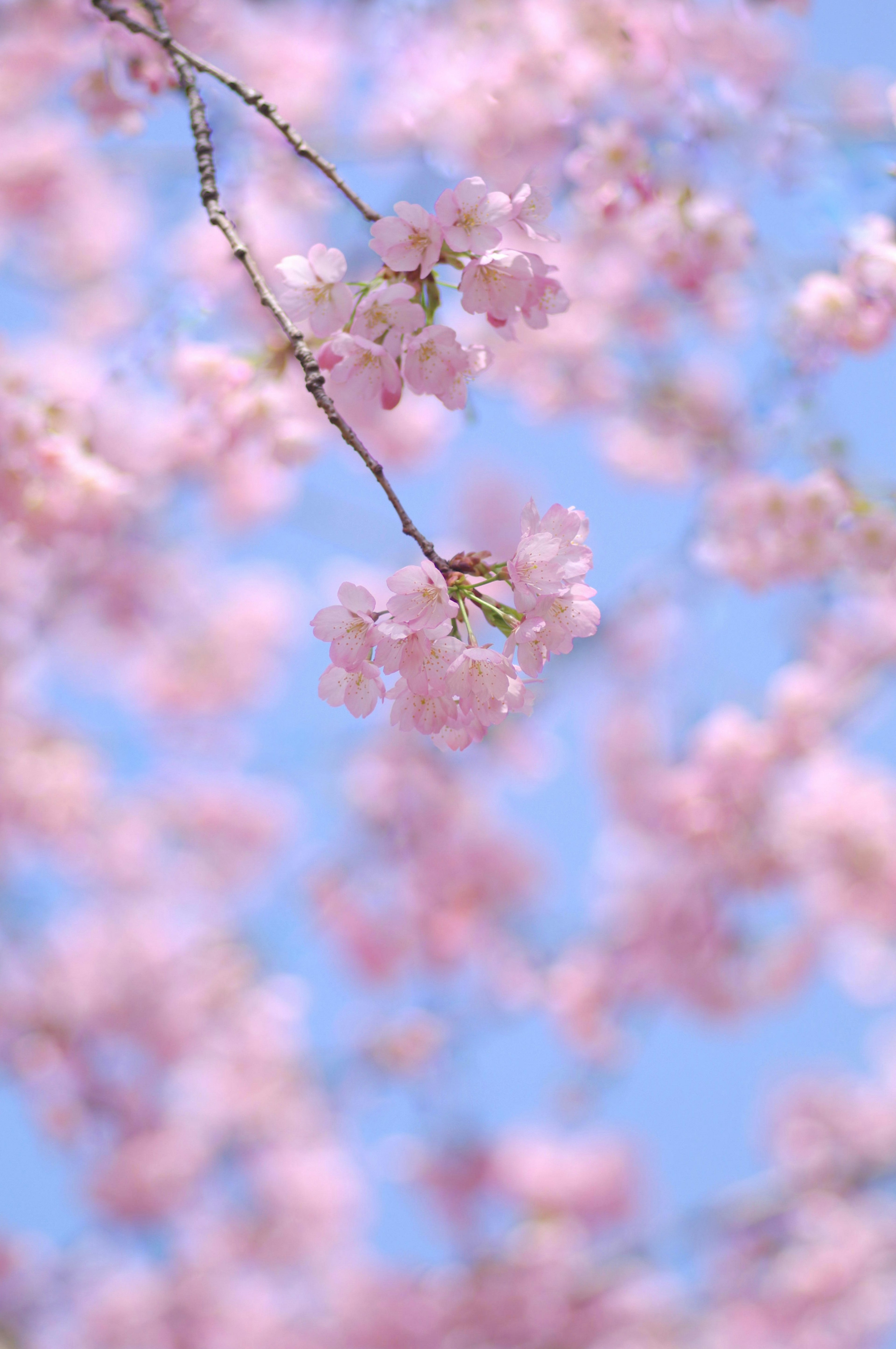 Pemandangan dekat bunga sakura dengan latar belakang langit biru