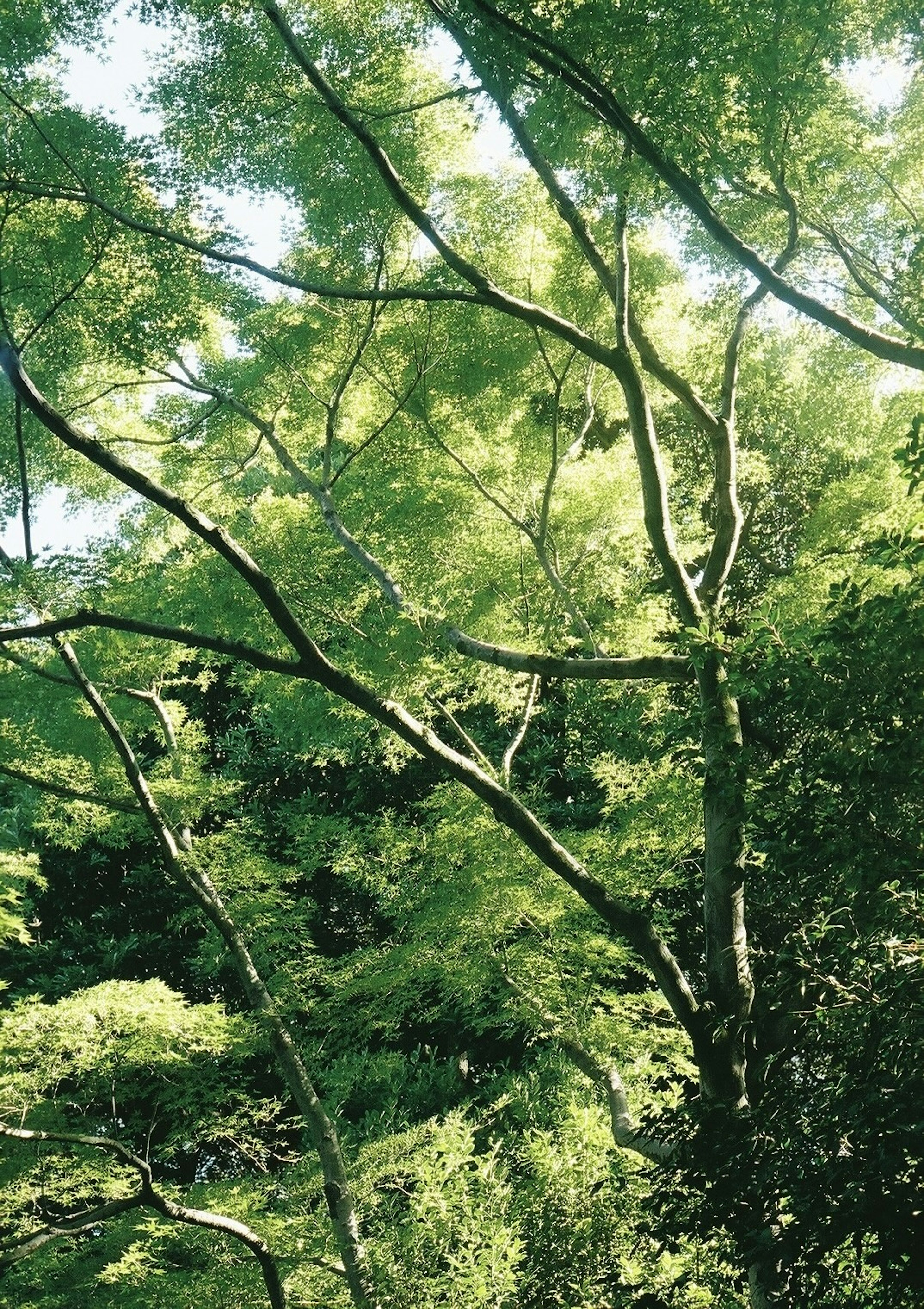 Photo of lush green trees with sunlight filtering through the leaves