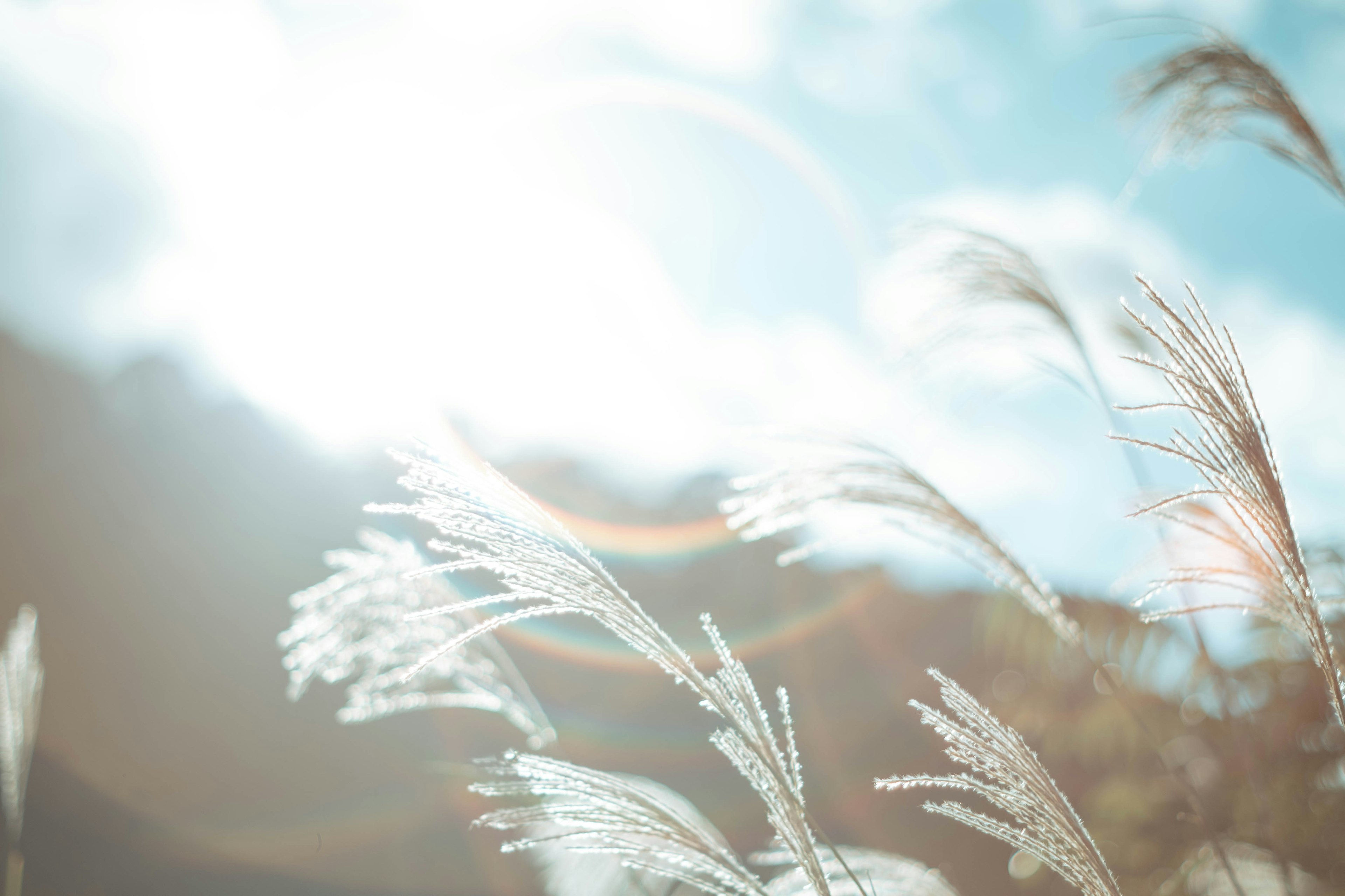 Gros plan sur de l'herbe avec des épis duveteux sous la lumière du soleil