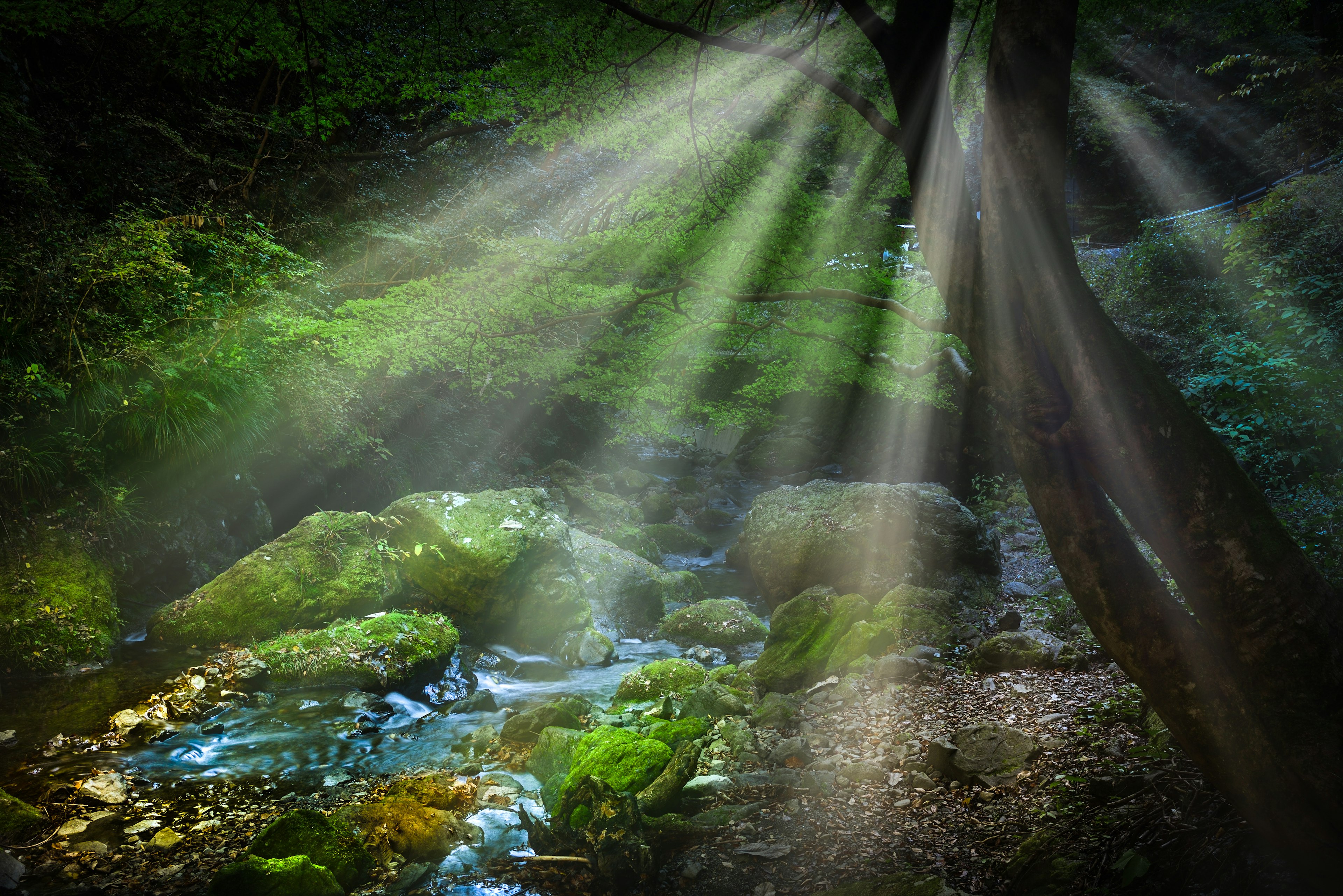 Sunlight streaming through a lush forest over a clear stream