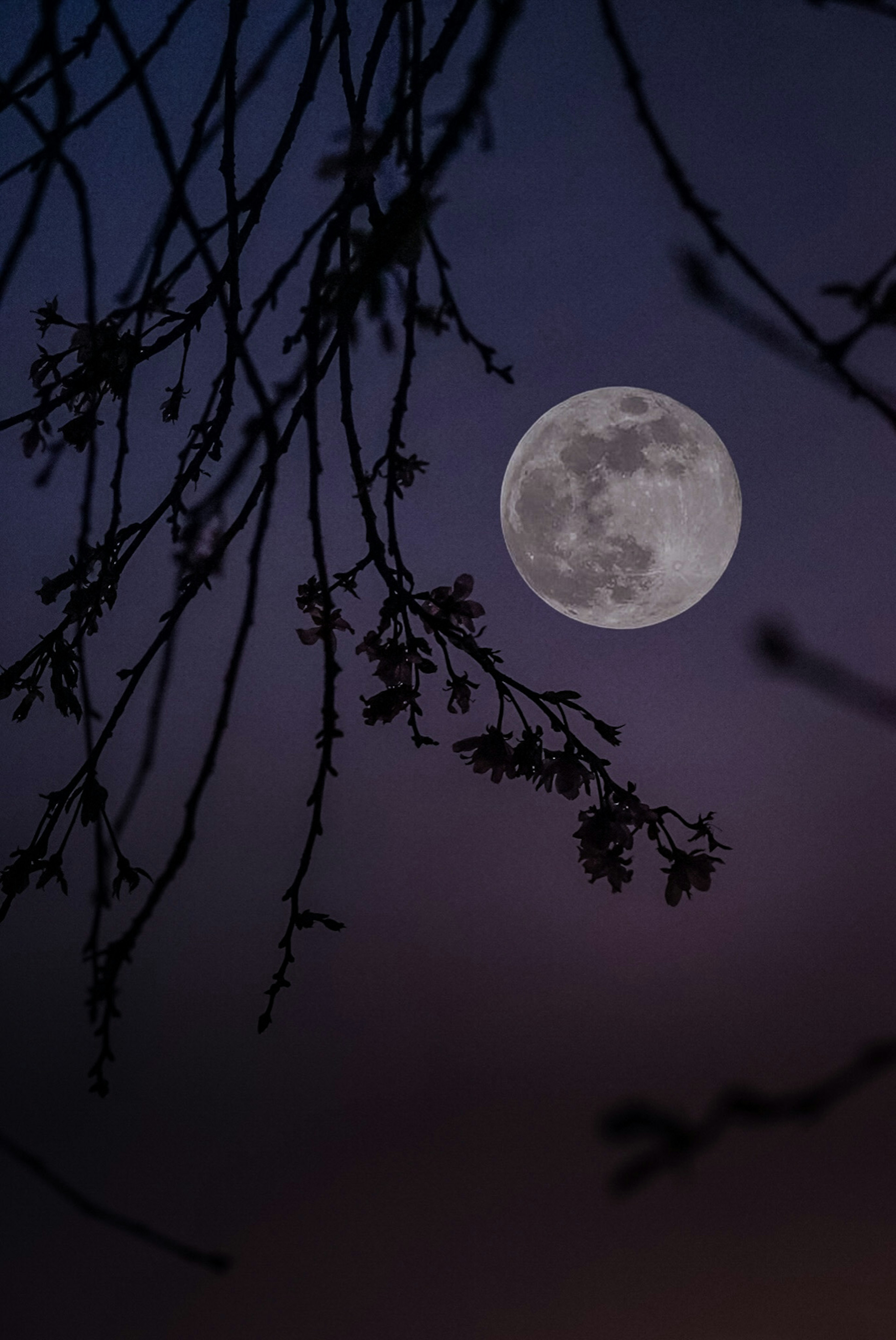 Pemandangan indah bulan purnama di langit malam dengan cabang yang bersiluet