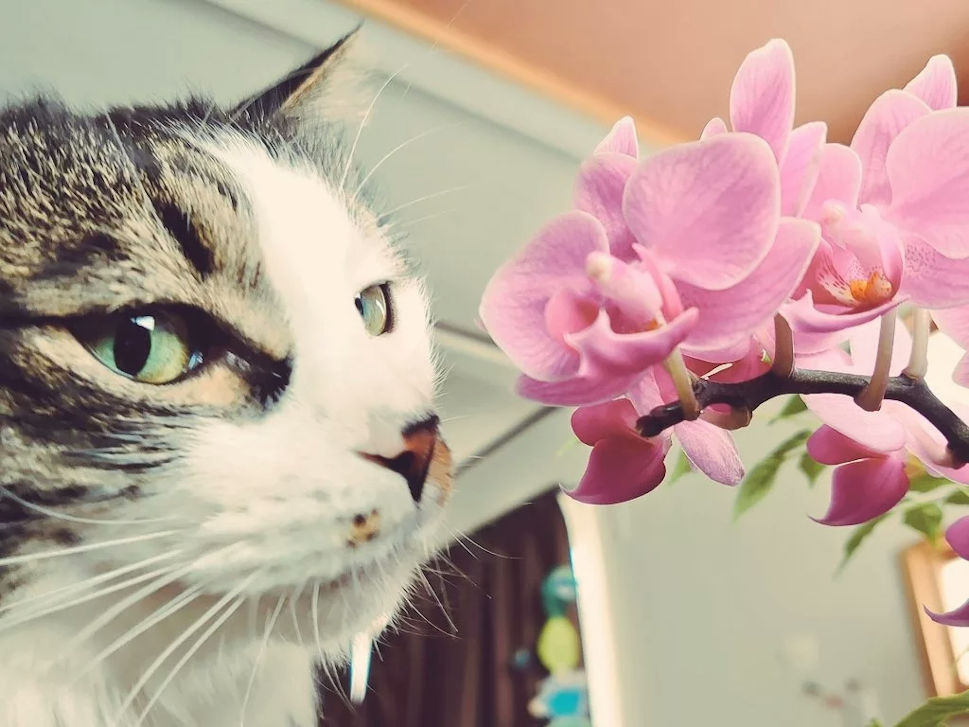 Primer plano de un gato y flores de orquídeas rosas el gato tiene una expresión curiosa