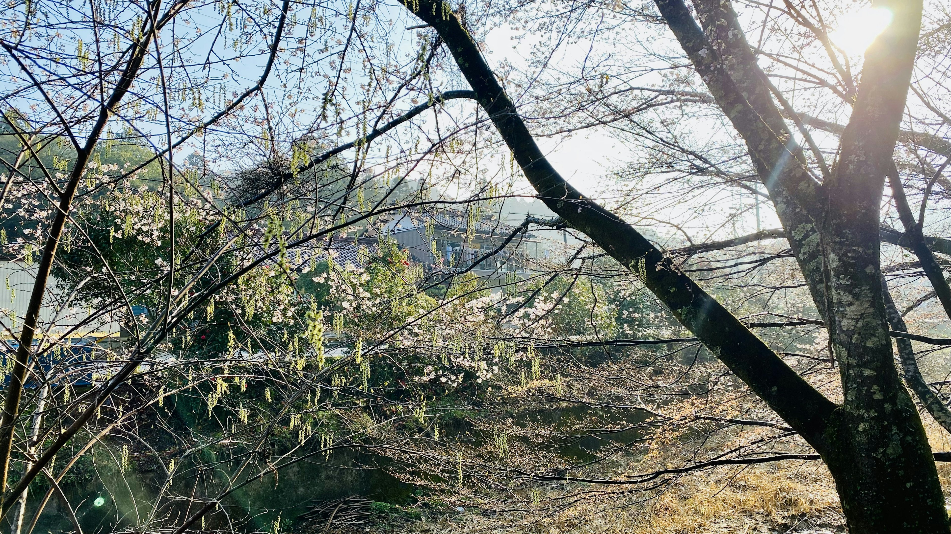 Frühling Landschaft mit Kirschblütenbäumen und sanftem Sonnenlicht