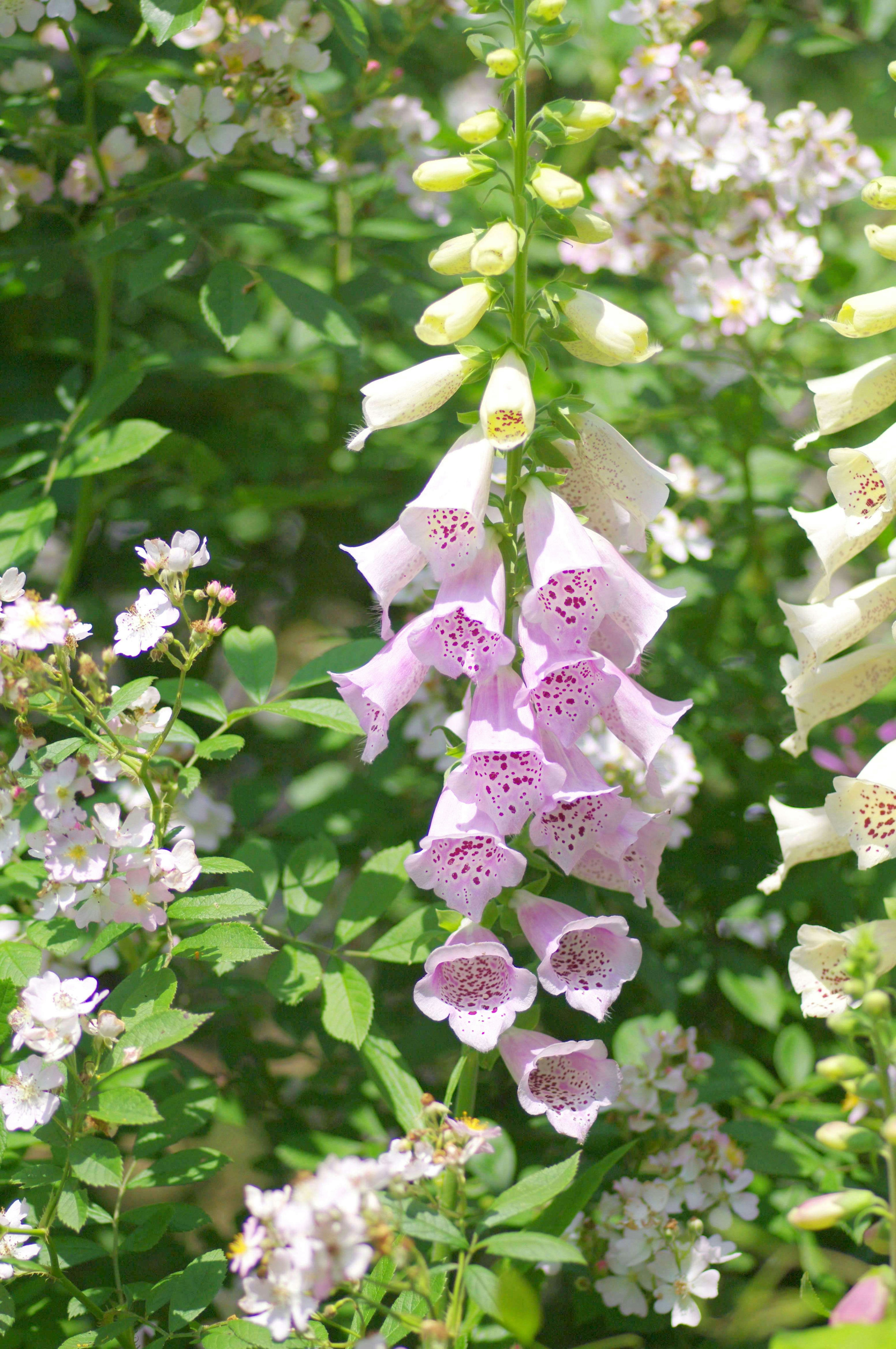 Beautiful light purple foxglove flowers bloom surrounded by green leaves