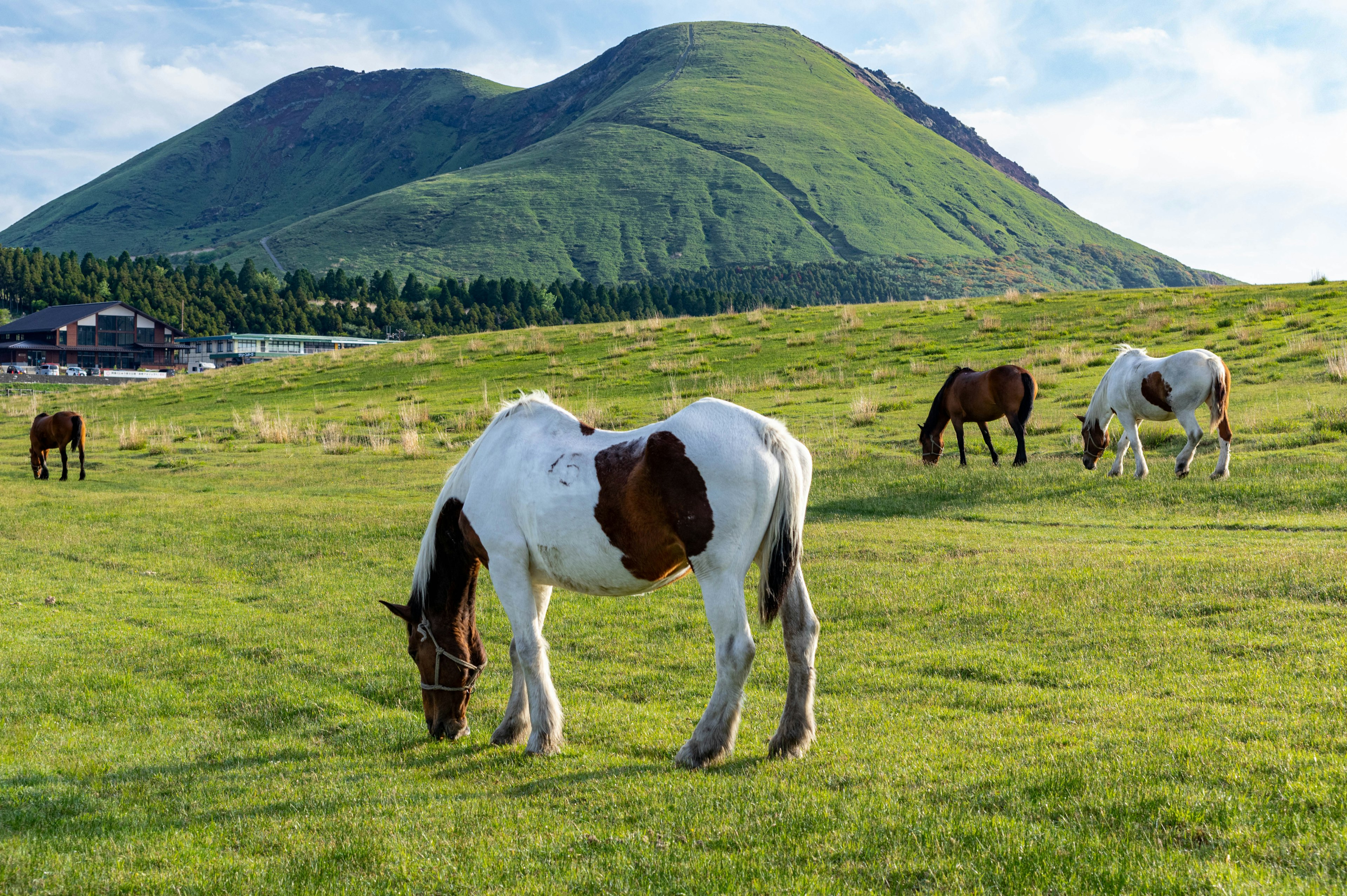 A white and brown horse grazing on a green meadow with a mountain in the background