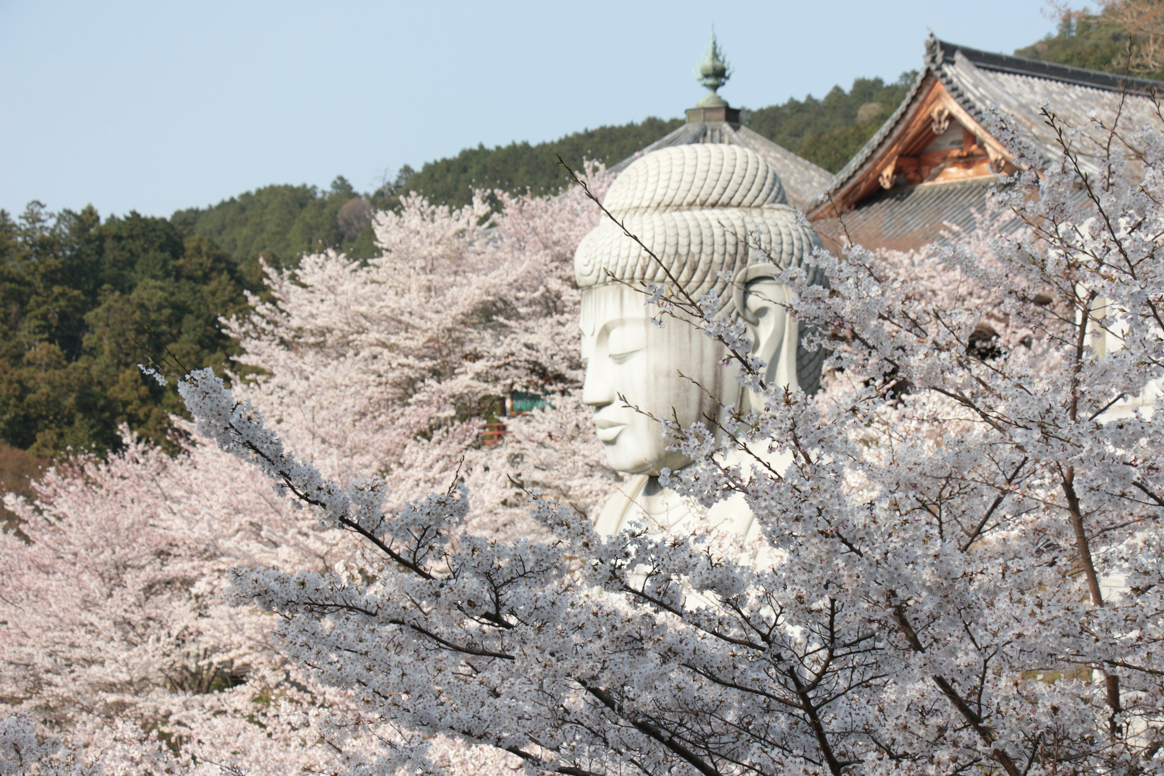 桜の木々に囲まれた大きな仏像と背景の山々