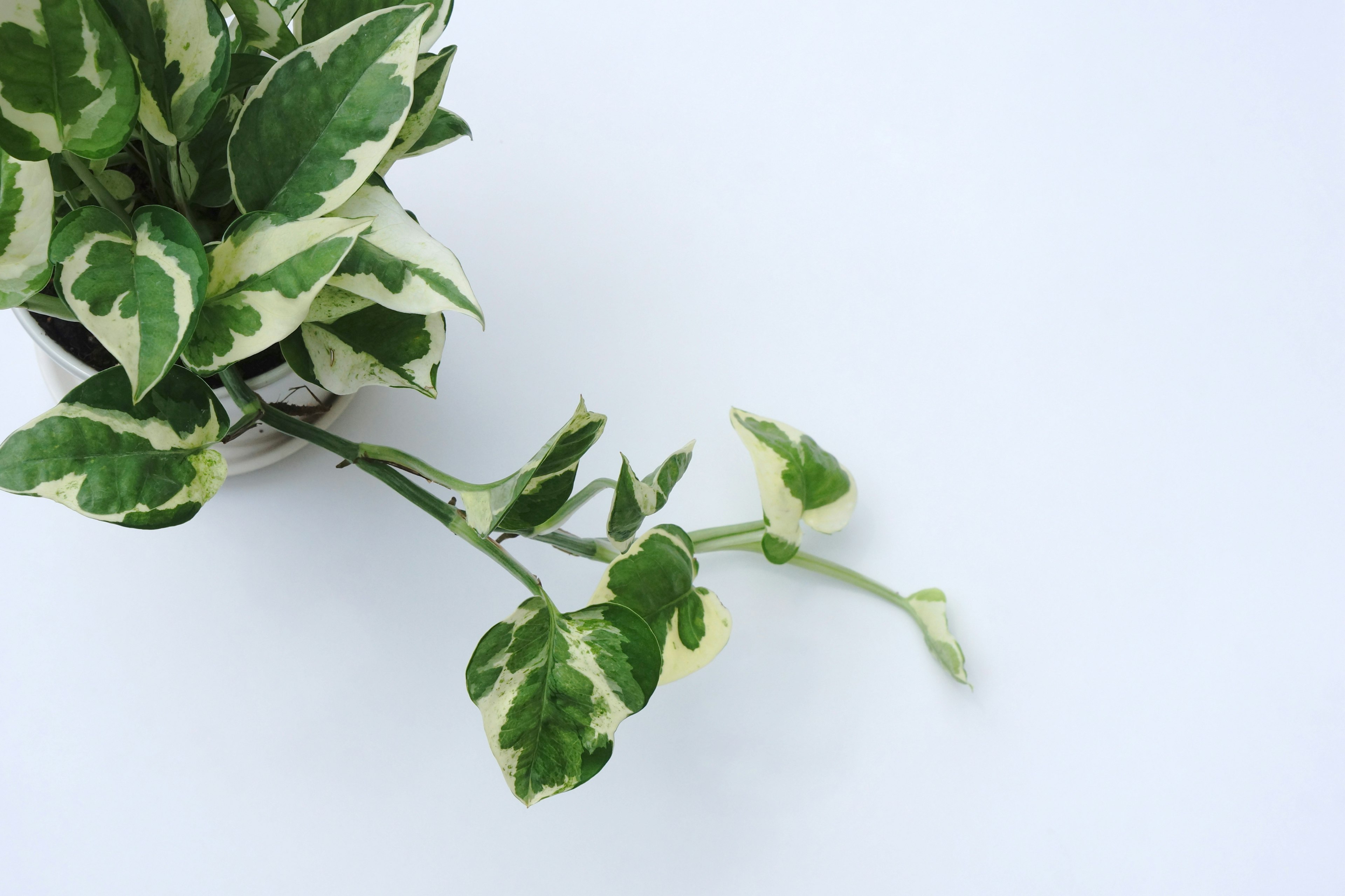 A variegated green and cream houseplant leaf on a white background