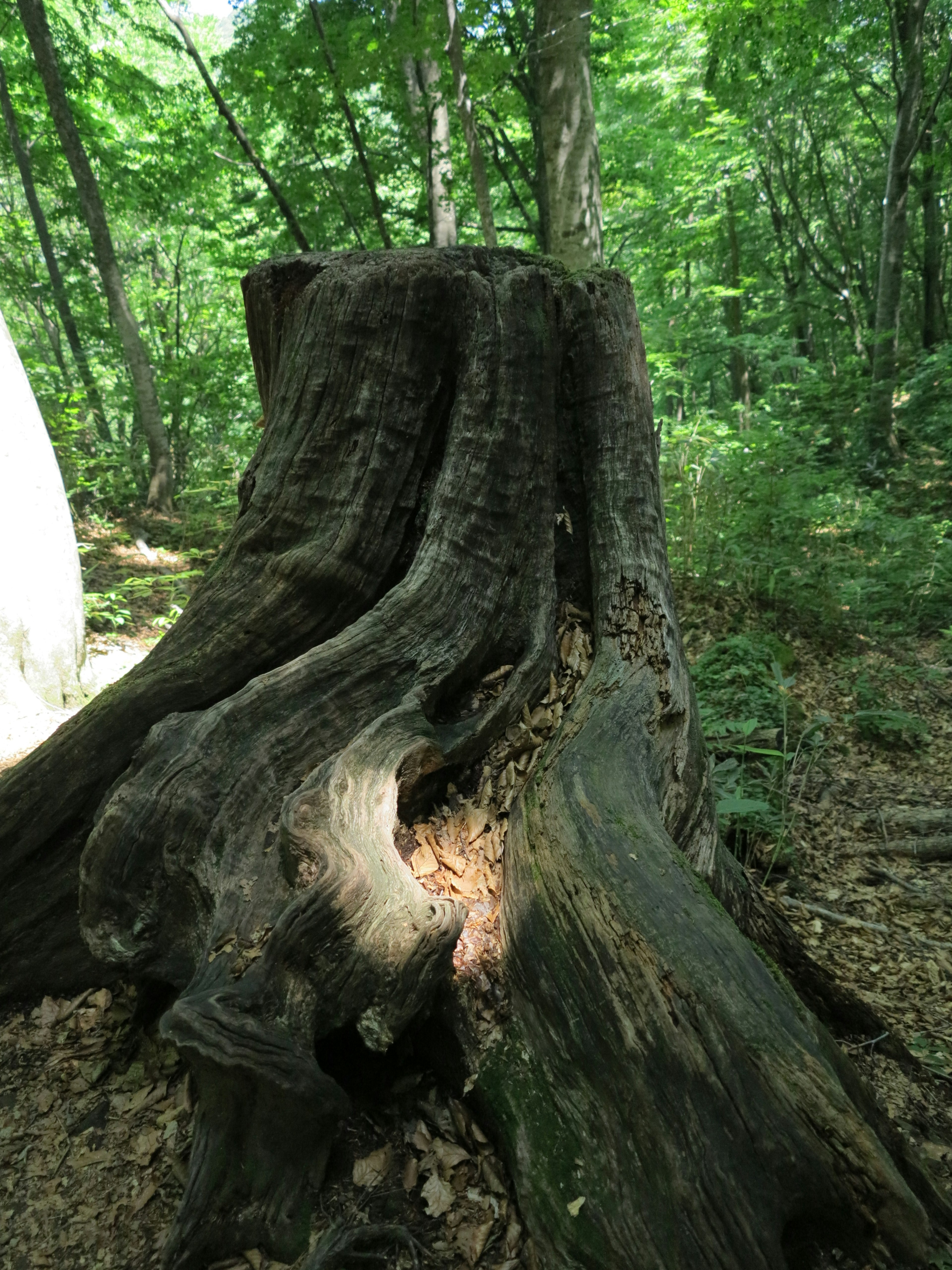 Texture dettagliata di un ceppo d'albero con uno sfondo di foresta lussureggiante