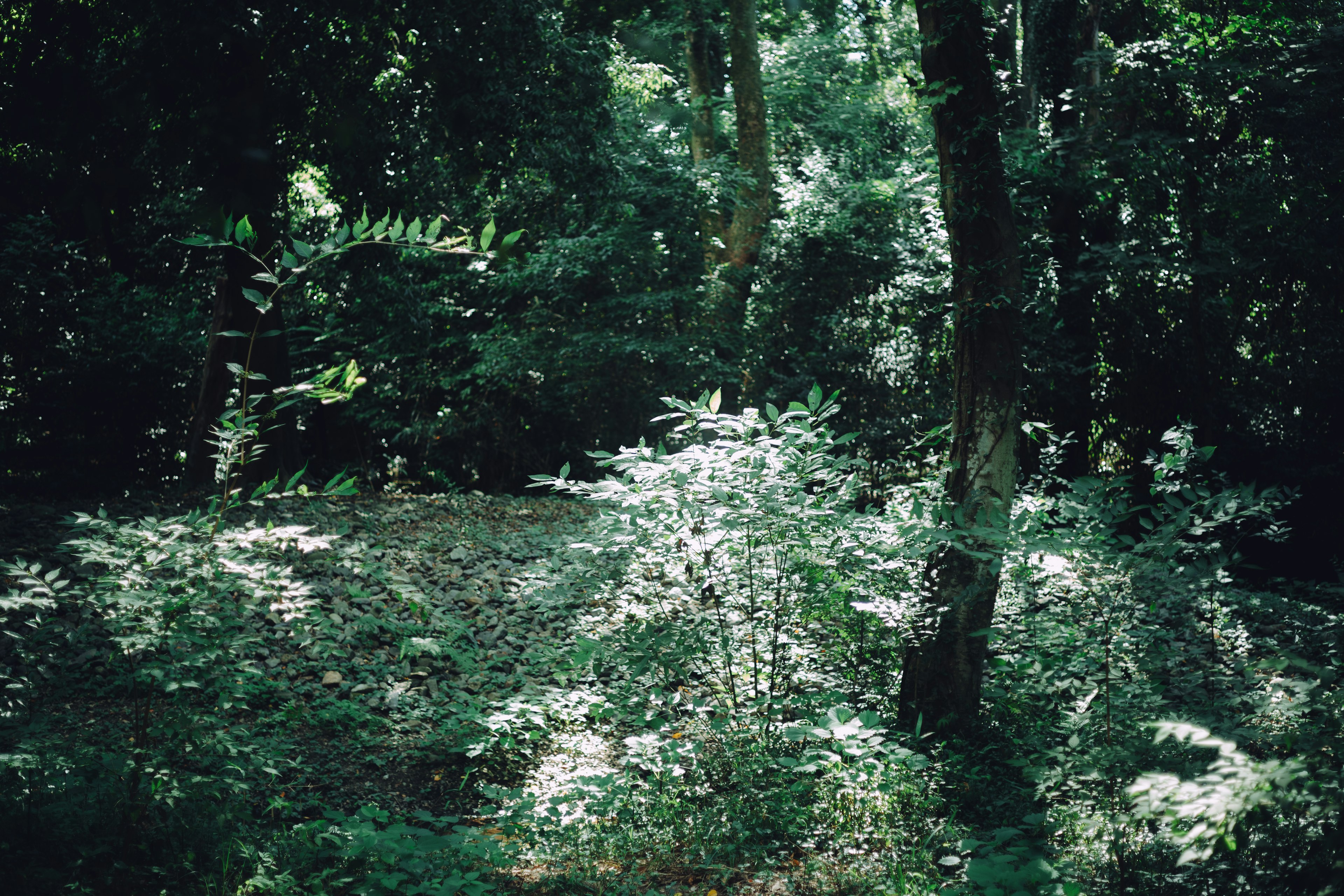 Paesaggio forestale lussureggiante con alberi e luce filtrata