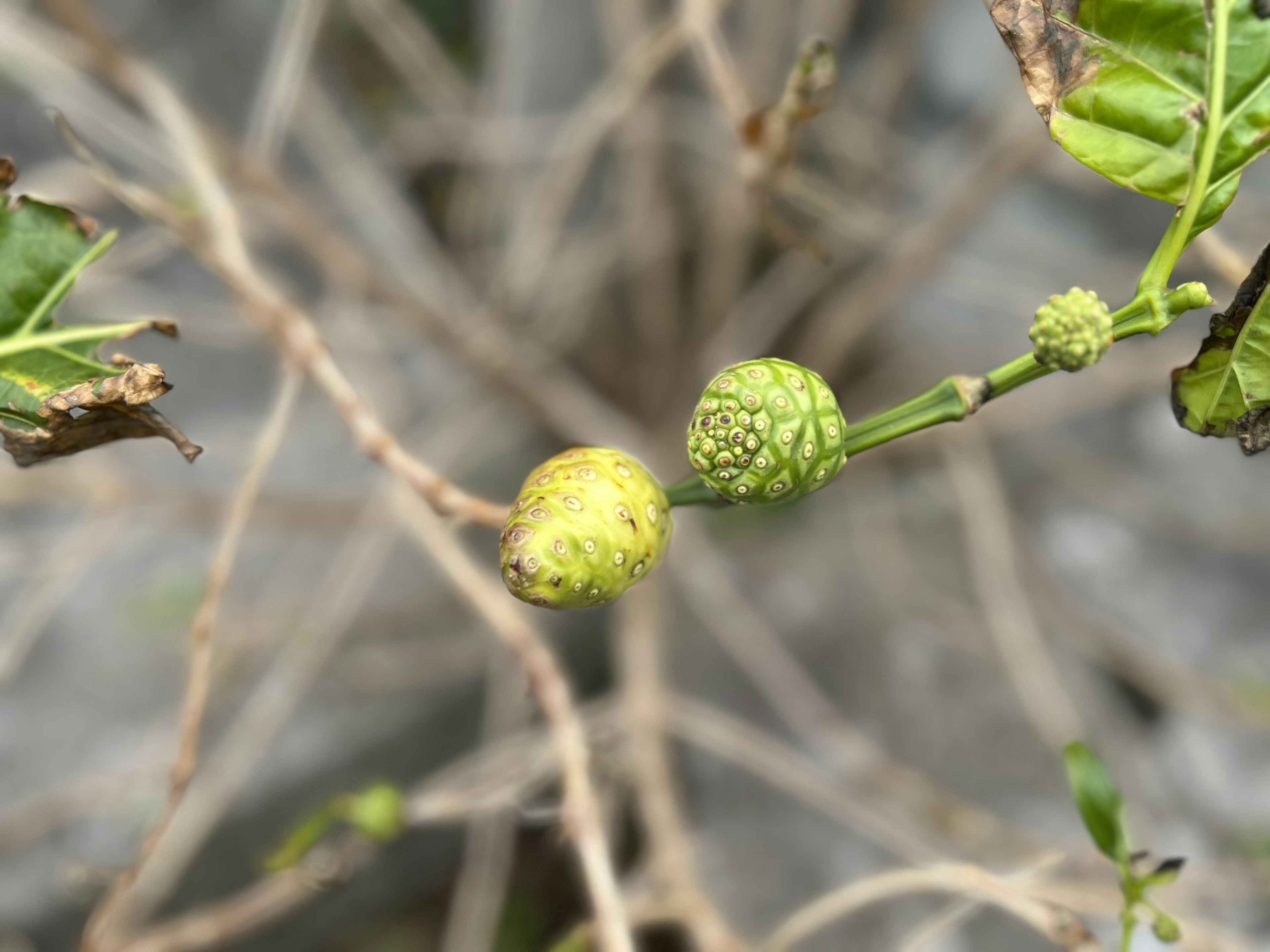 緑色の果実と黄色い果実がある植物の枝のクローズアップ