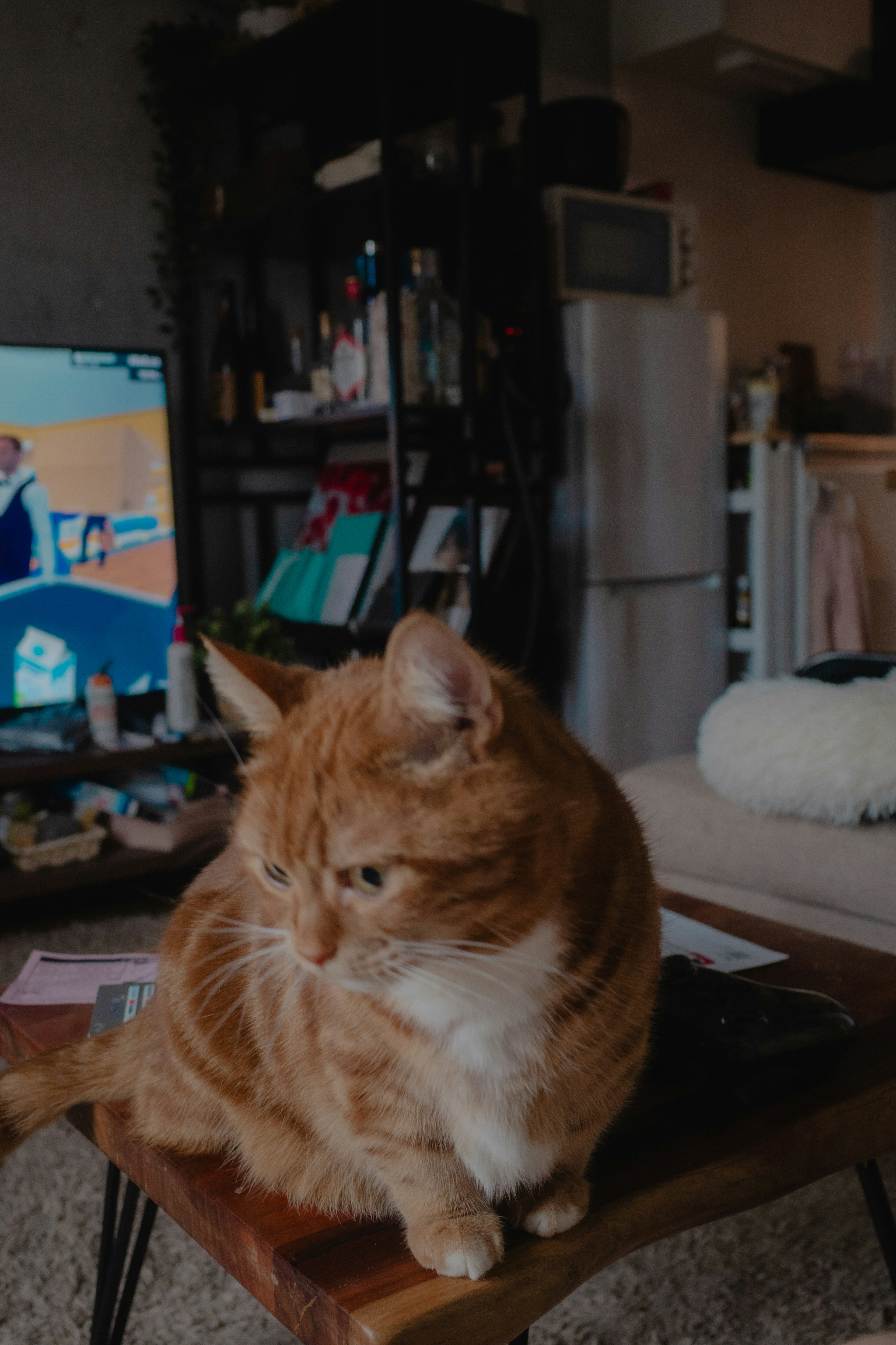 Un gato naranja sentado sobre una mesa en una habitación acogedora