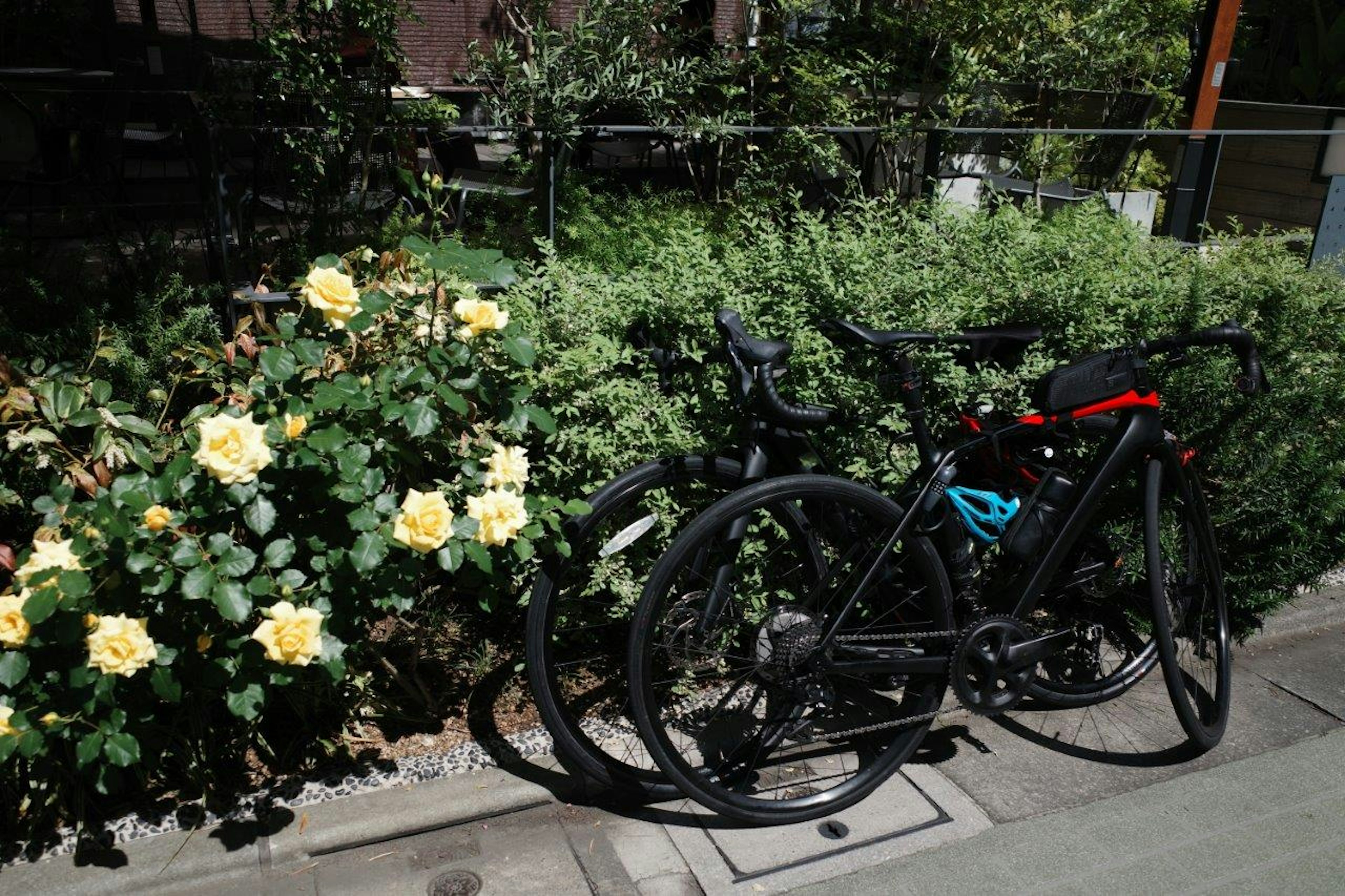 黒い自転車と黄色いバラの花が並ぶ風景