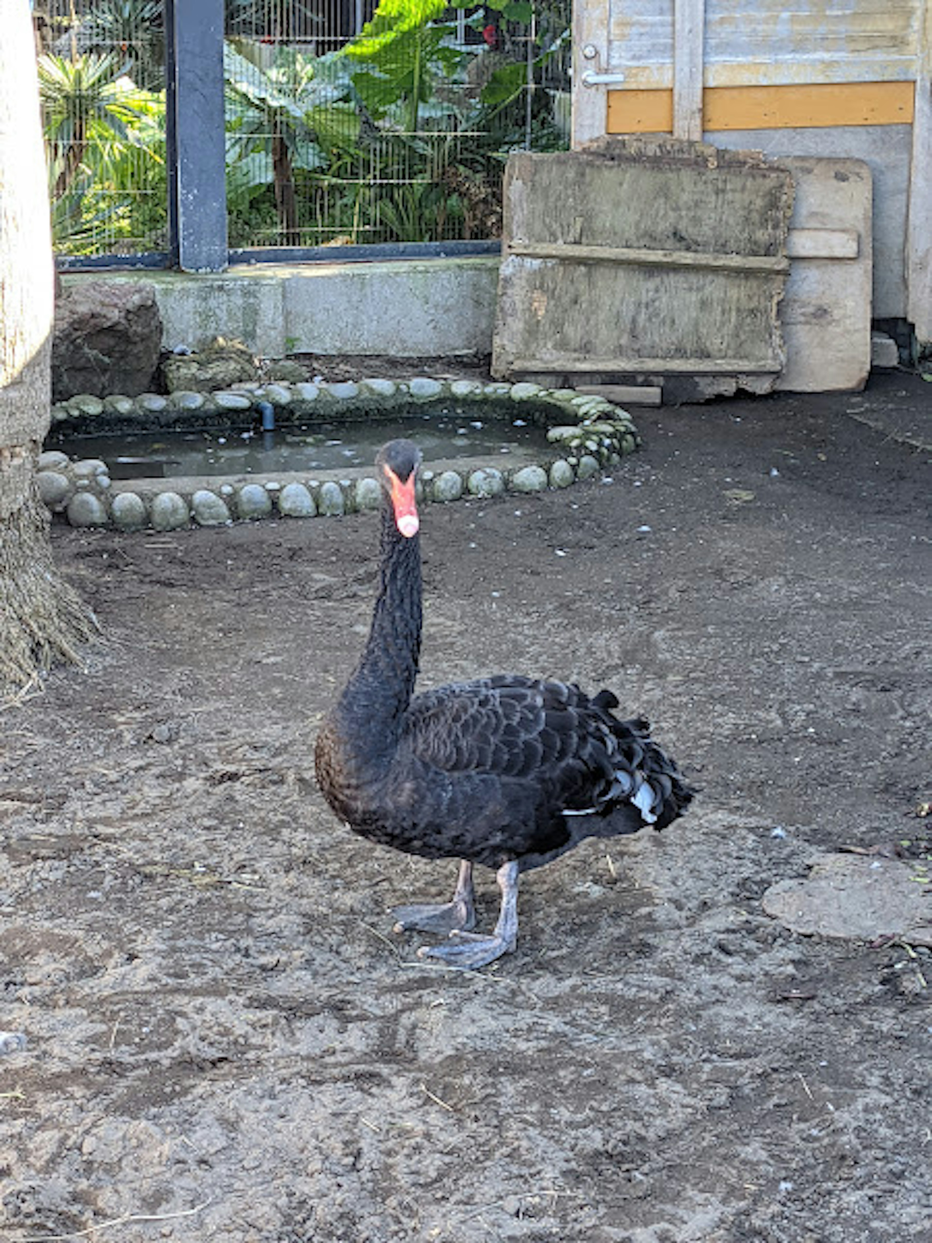 Schwarzer Schwan steht in einem Gartenbereich