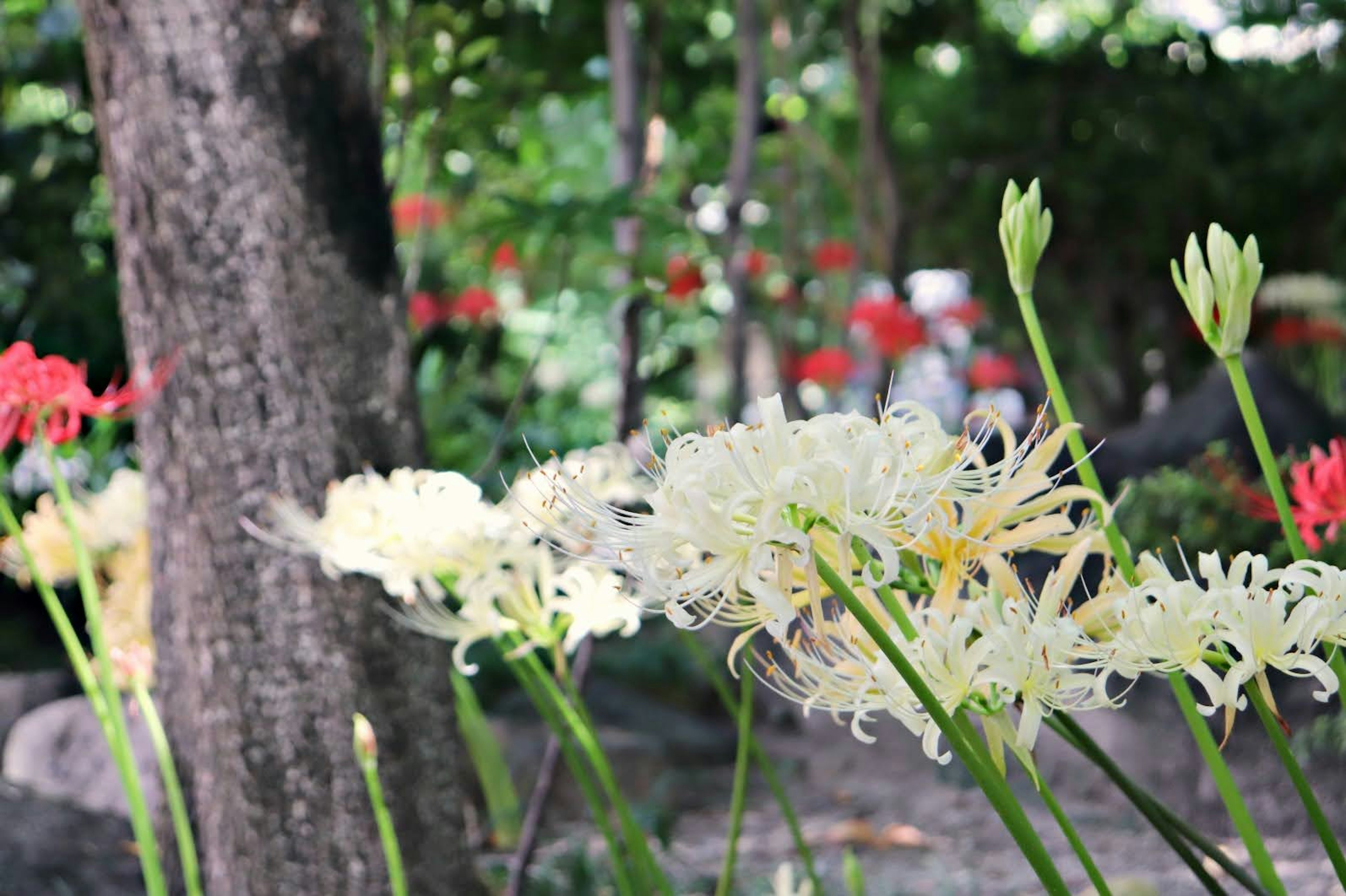 Fleurs blanches aux pétales complexes sur un fond vert