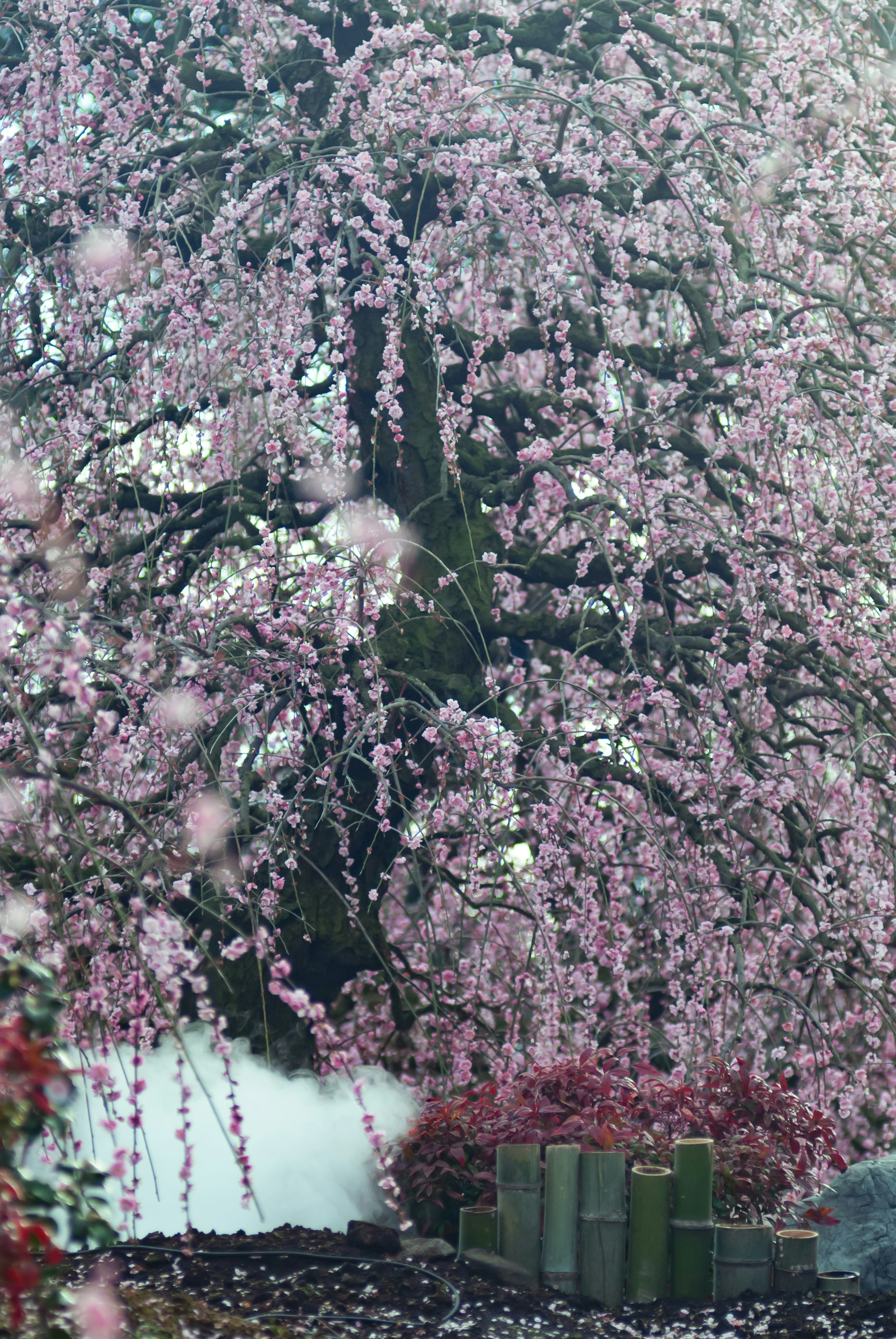 ピンク色の花が咲く枝垂れ桜の木と背景の竹