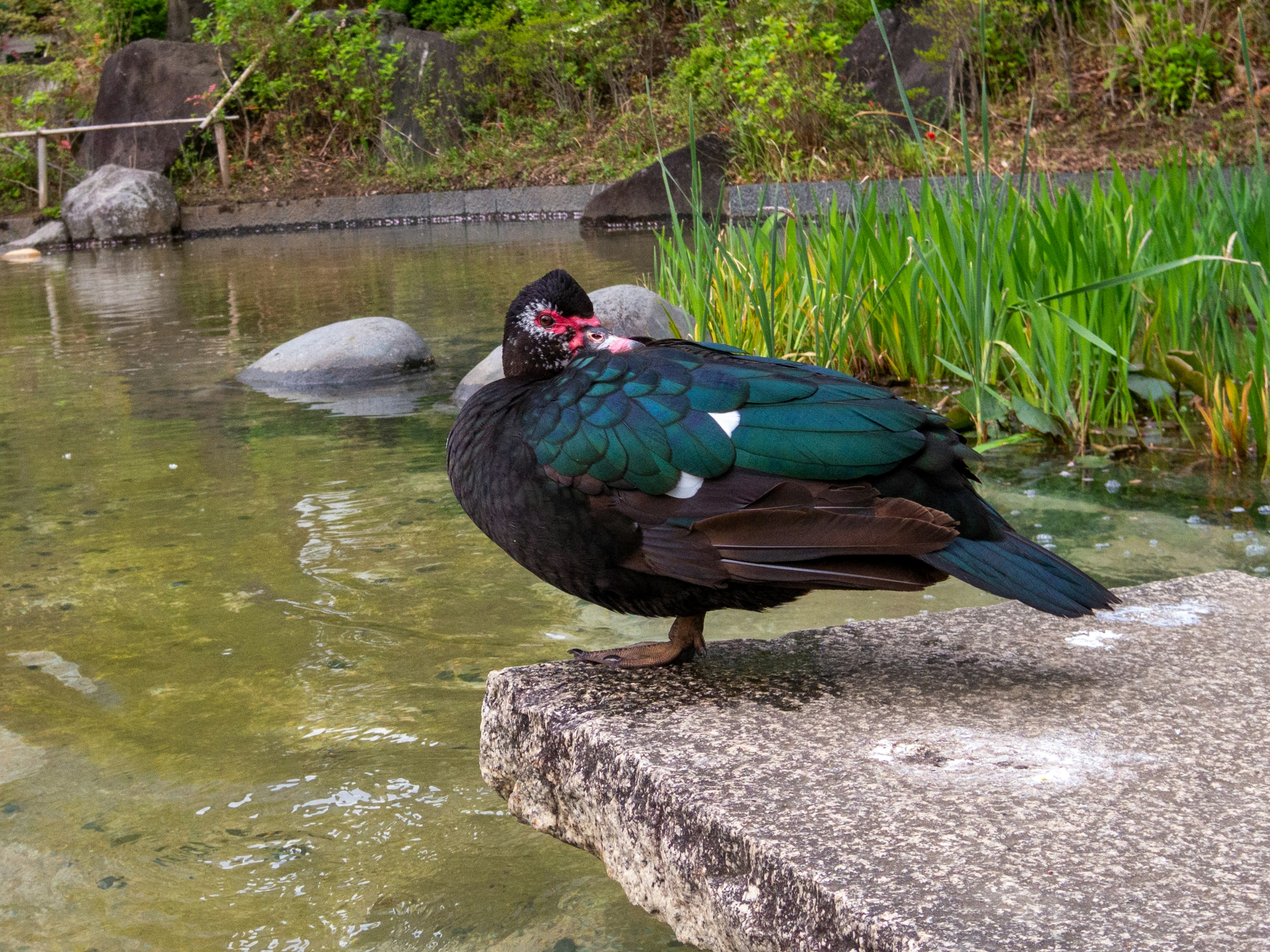 Pato con plumas verdes de pie junto al estanque