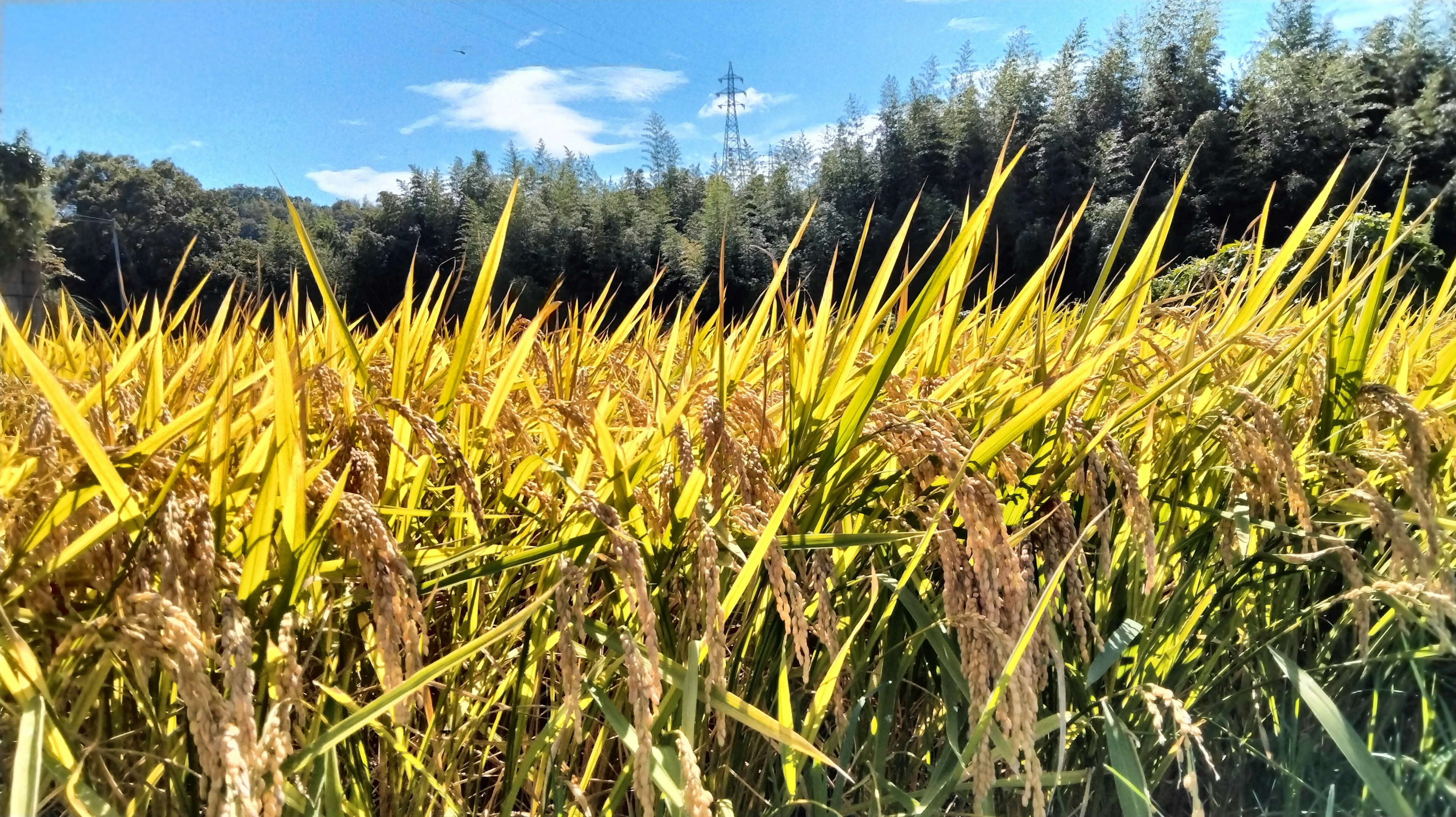 Campi di riso dorati sotto un cielo blu chiaro con alberi verdi sullo sfondo