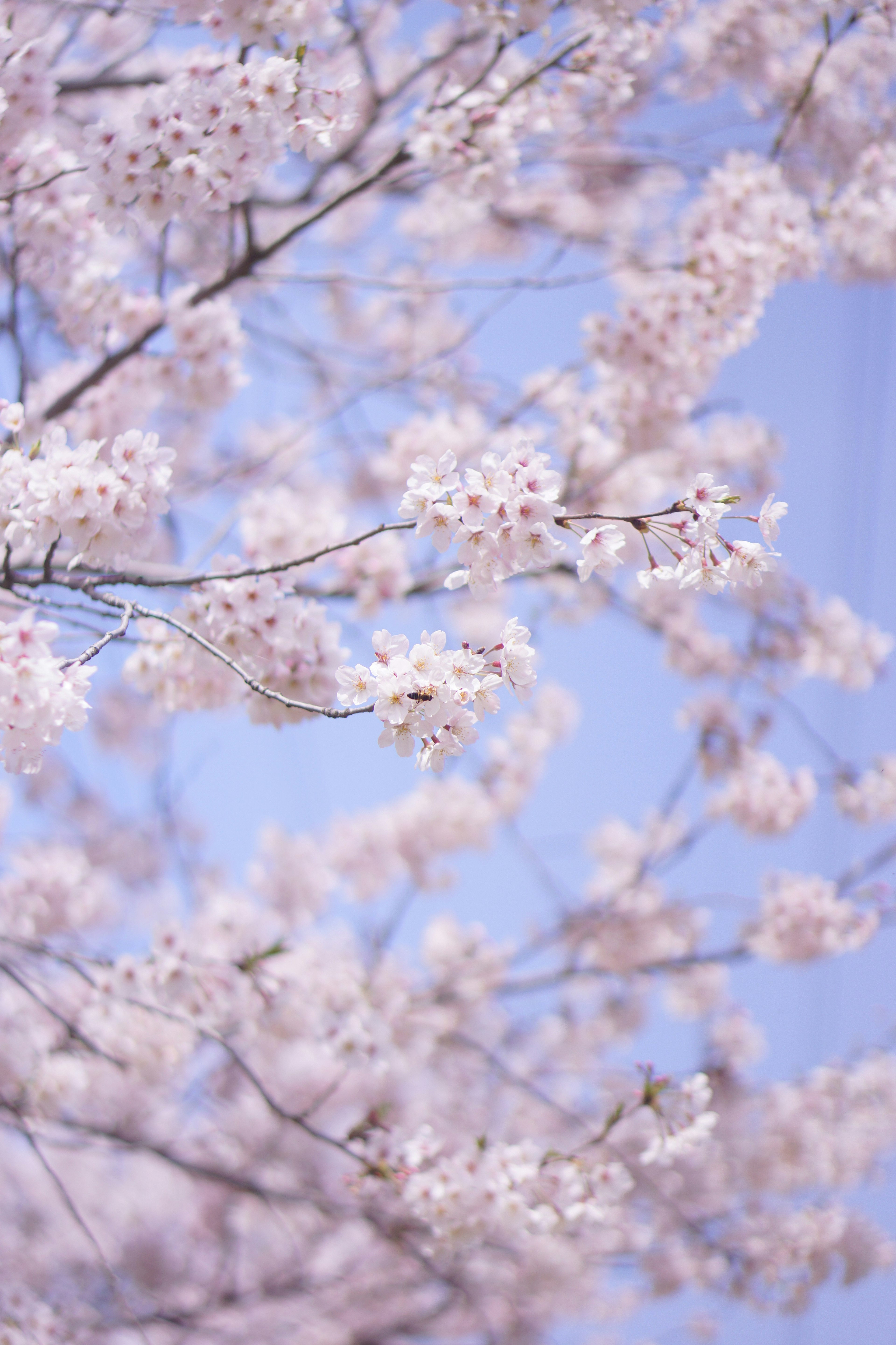 Close-up of cherry blossoms under a blue sky