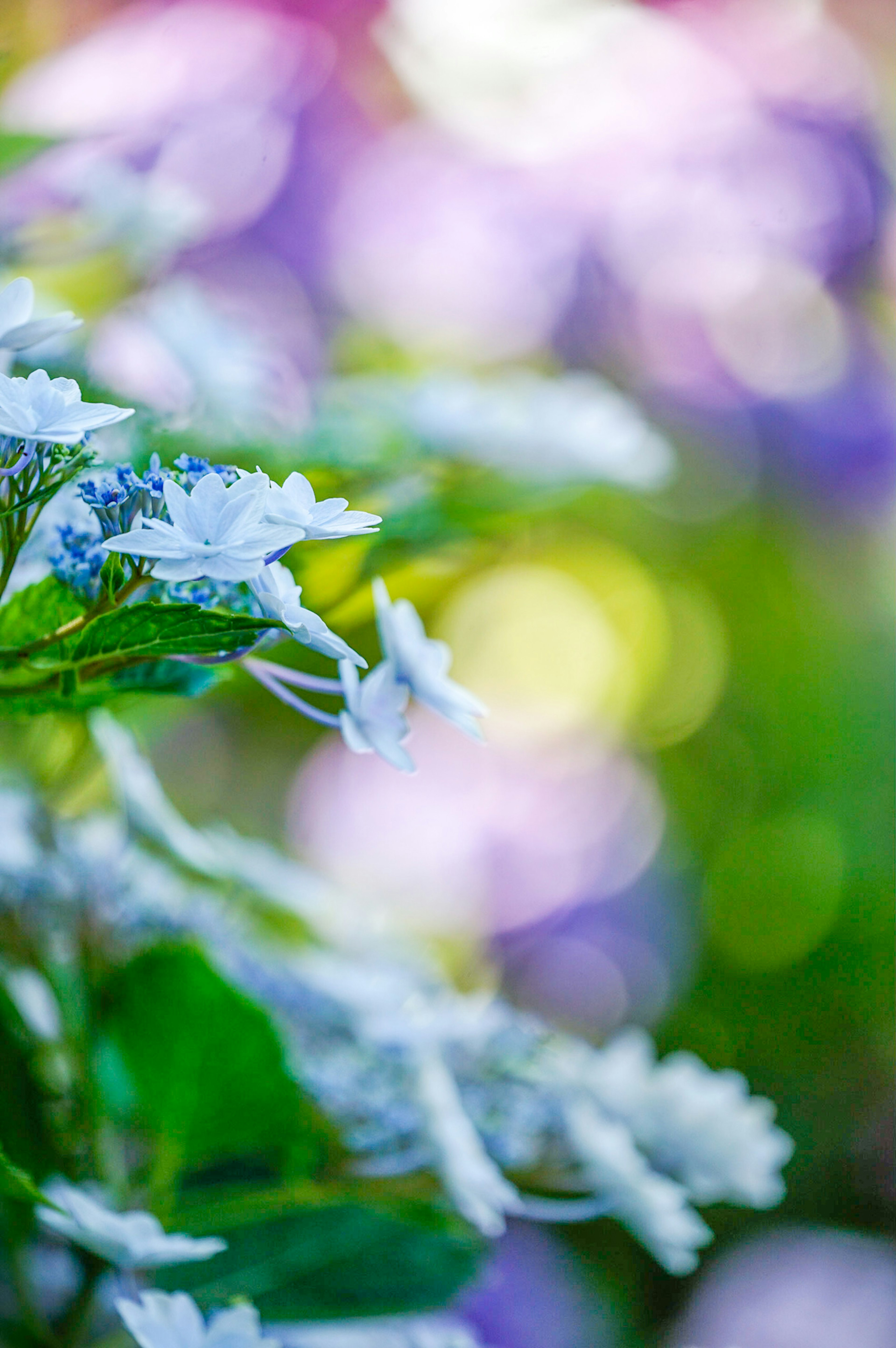 Nahaufnahme von zarten blauen Blumen mit verschwommenem buntem Hintergrund