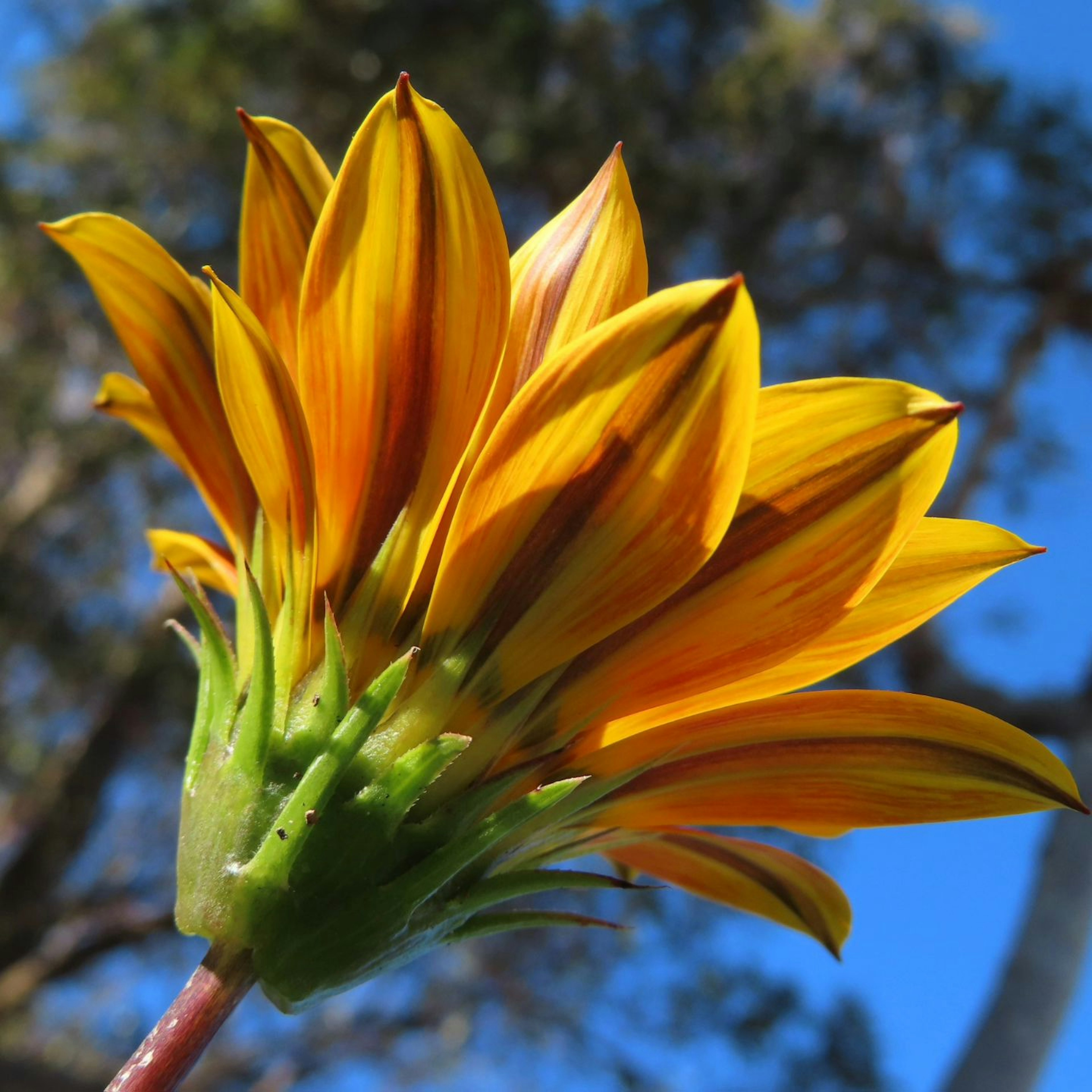 Gros plan d'une fleur avec des pétales jaunes vifs