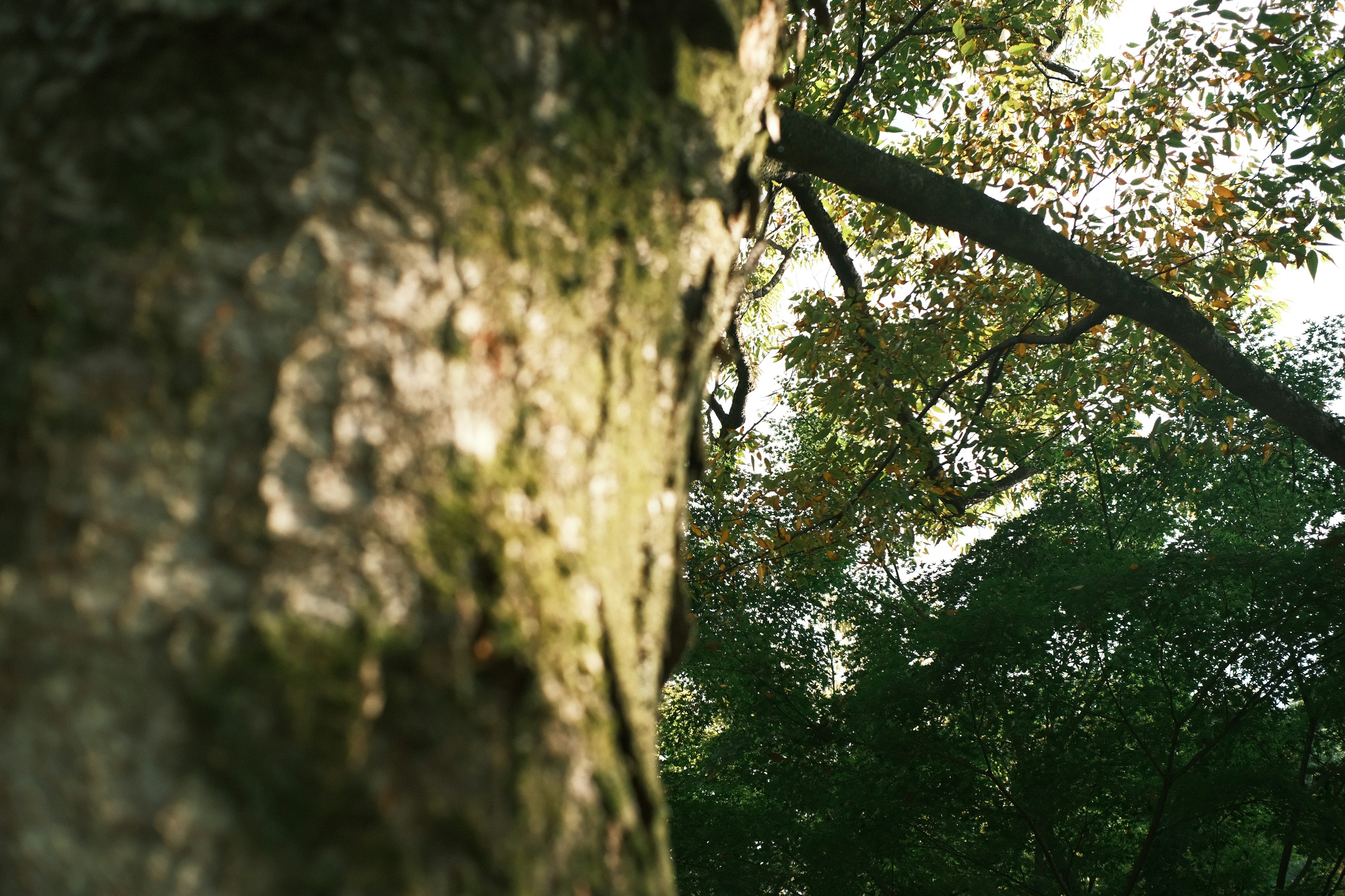 Close-up of a tree trunk with lush green leaves and natural light filtering through