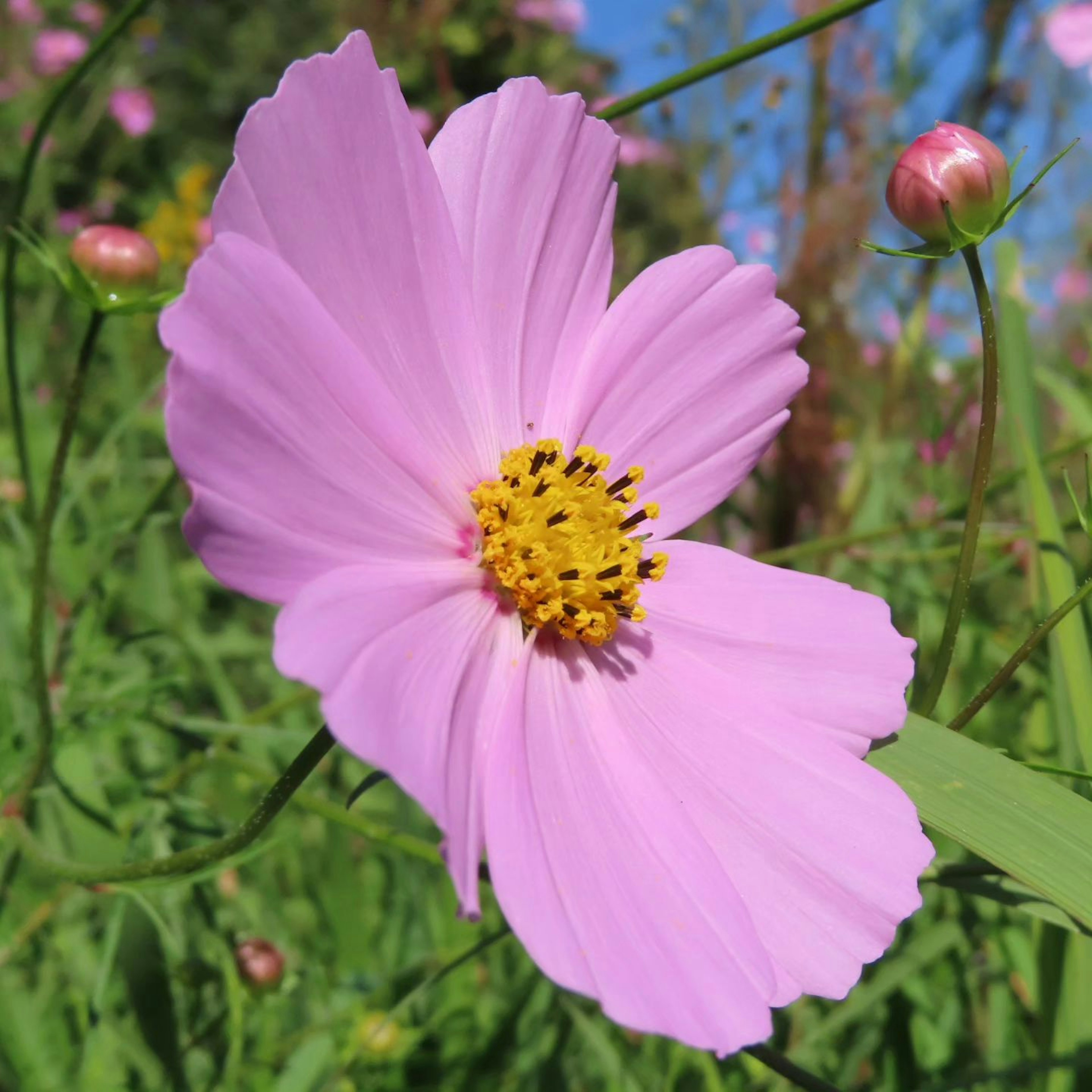 Belle fleur de cosmos rose fleurissant sous un ciel bleu