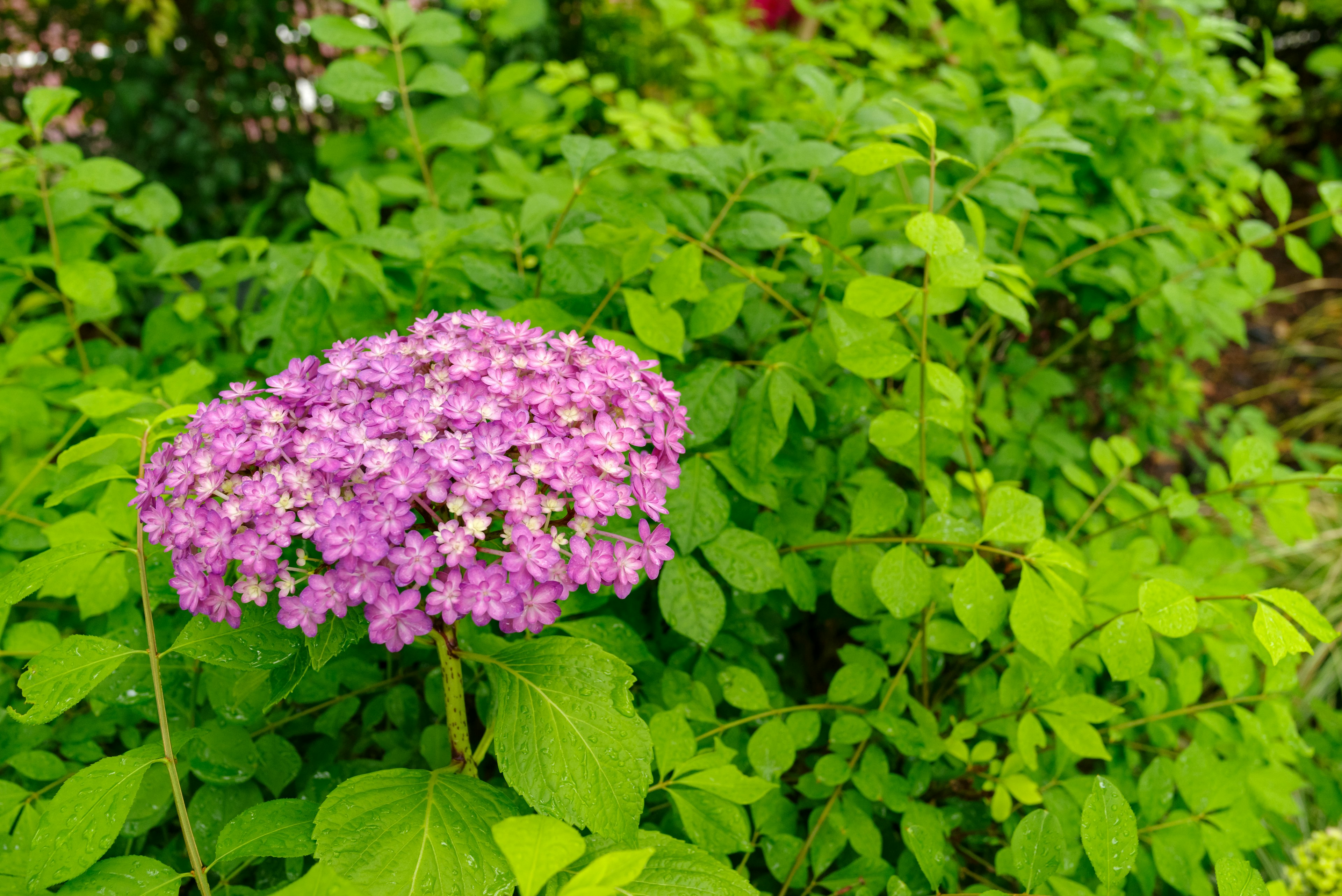 緑の葉に囲まれた紫色の花が咲いている