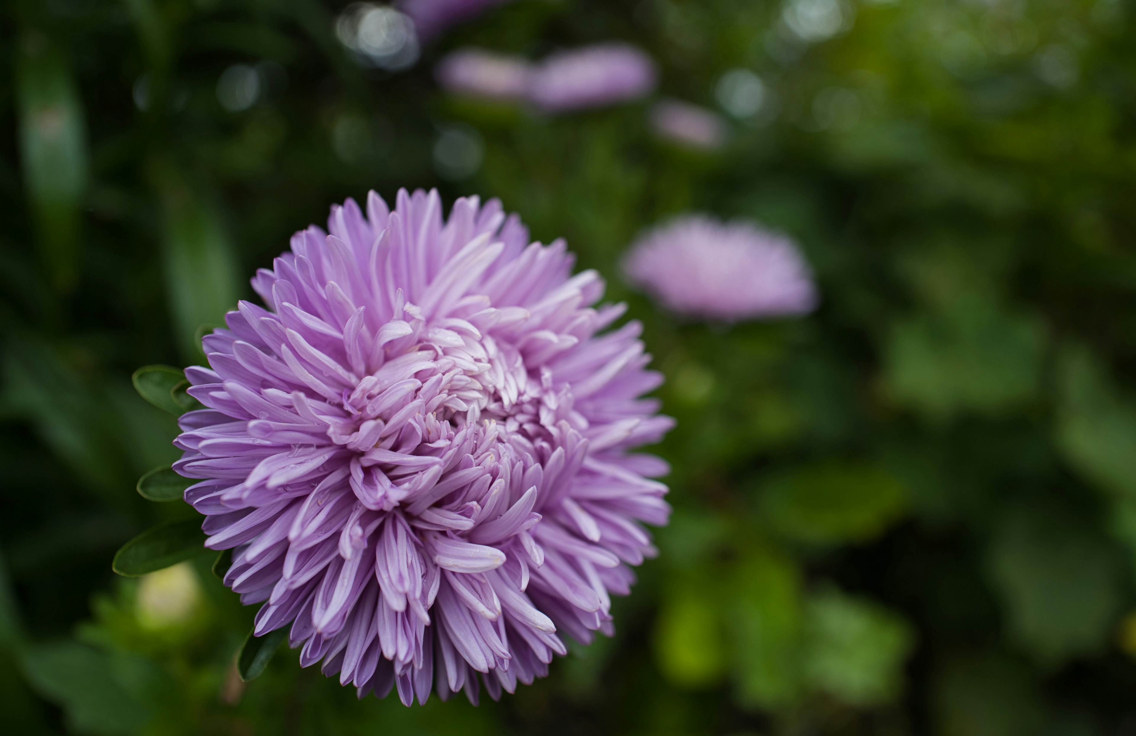 紫色の花が咲いている写真 緑の背景とぼかし効果が特徴