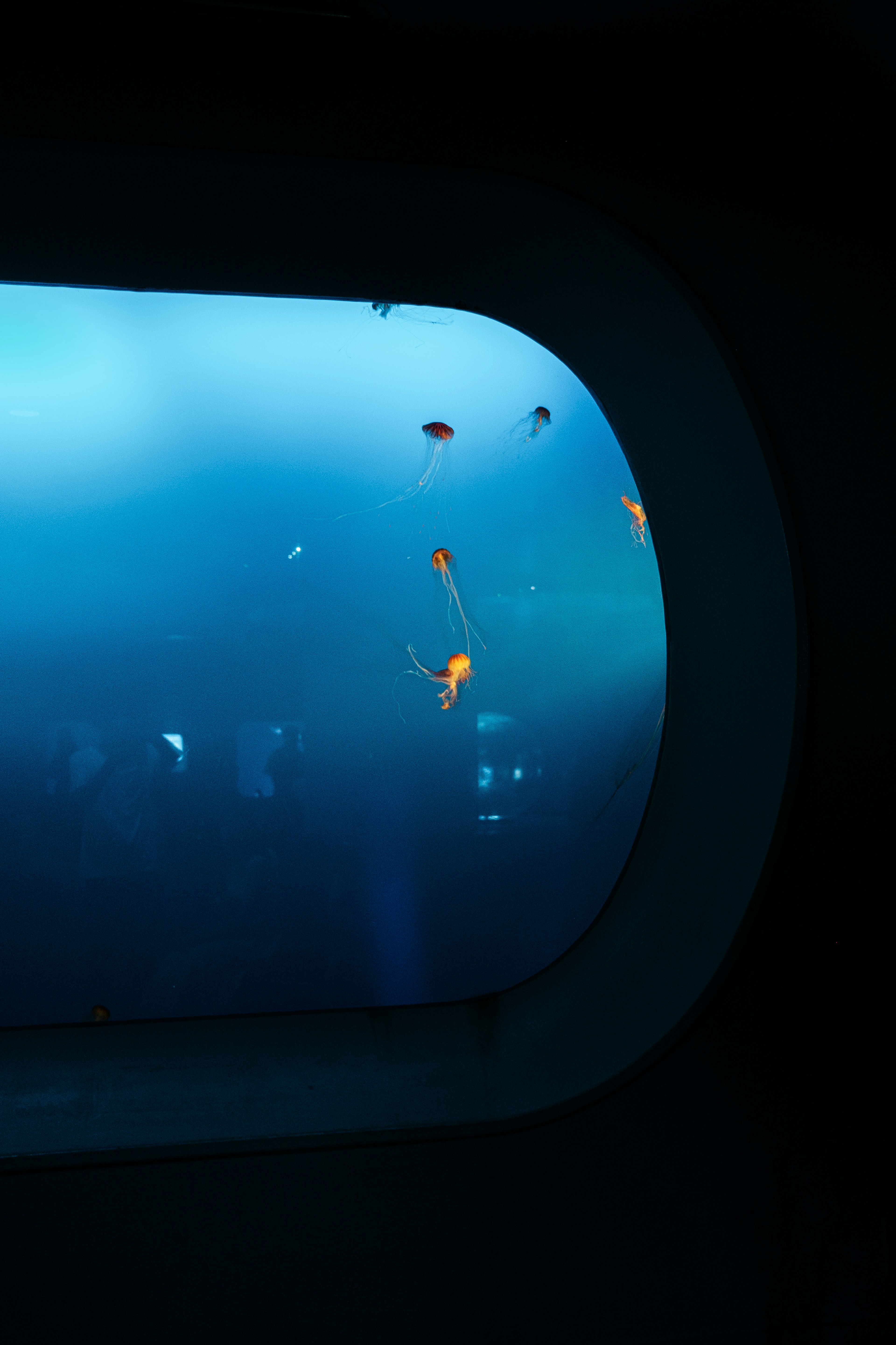 View through a circular window showing blue underwater scene with jellyfish