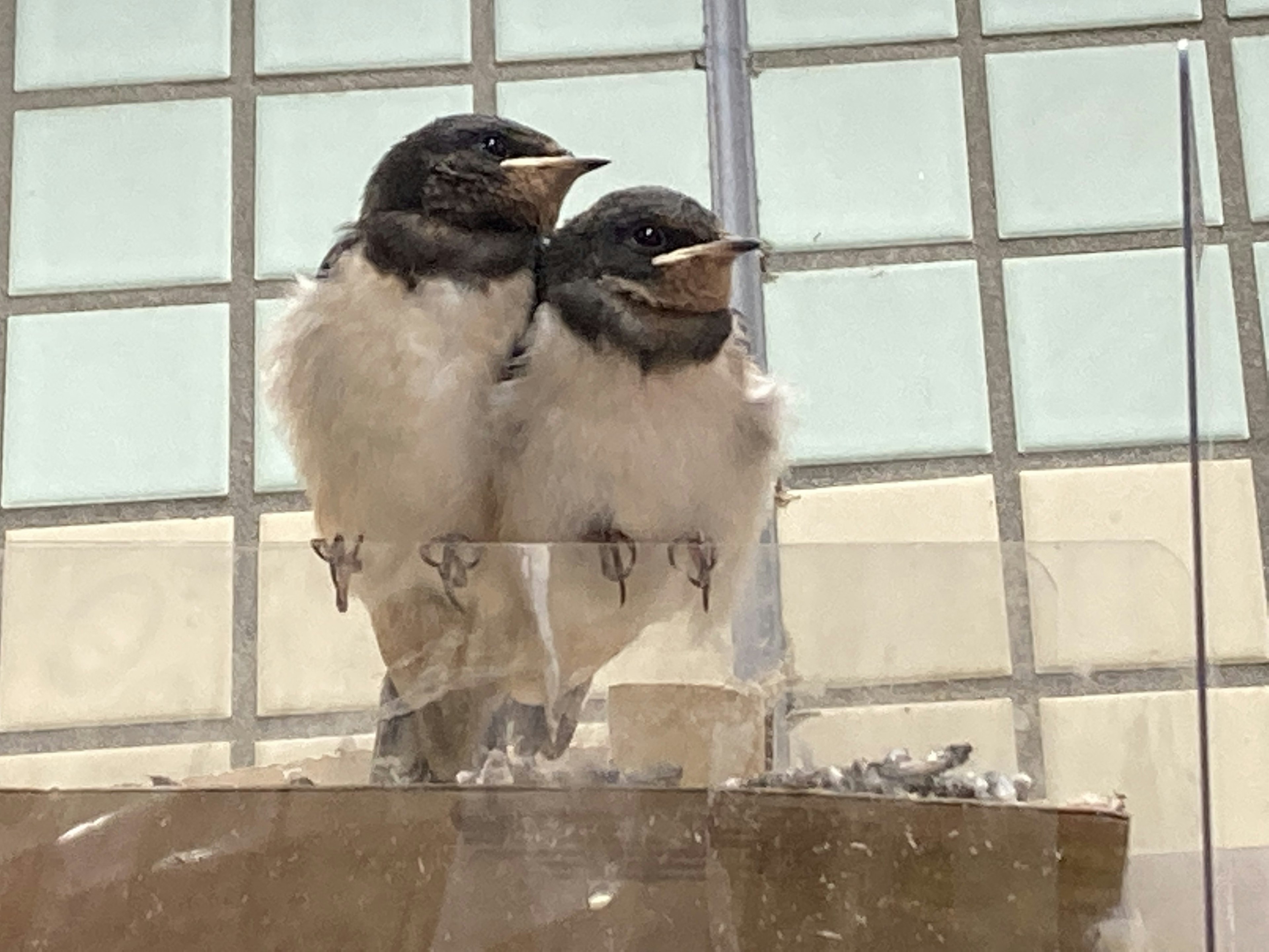 2羽のひな鳥が窓の近くにいる