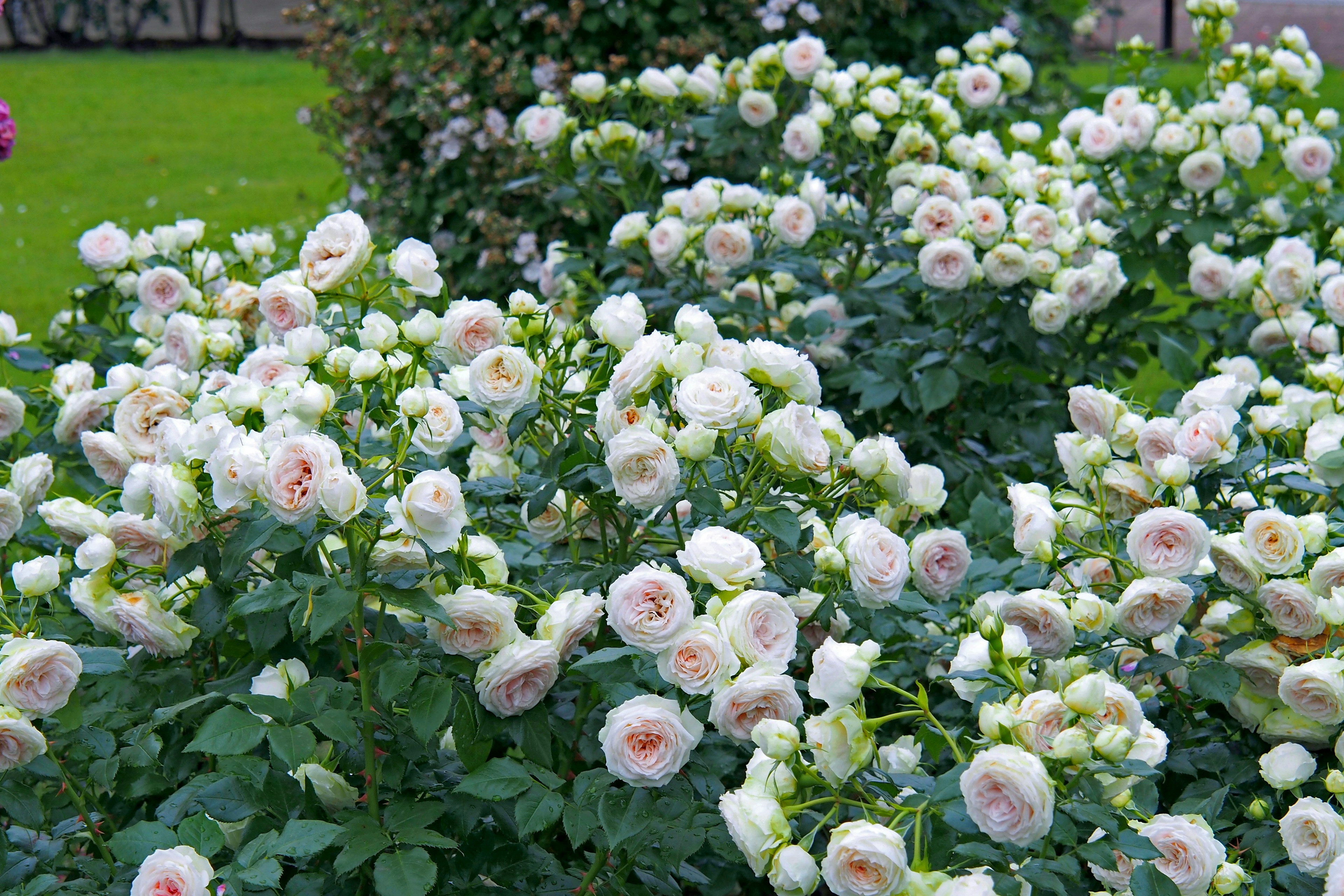 Escena de jardín exuberante con rosas blancas en flor