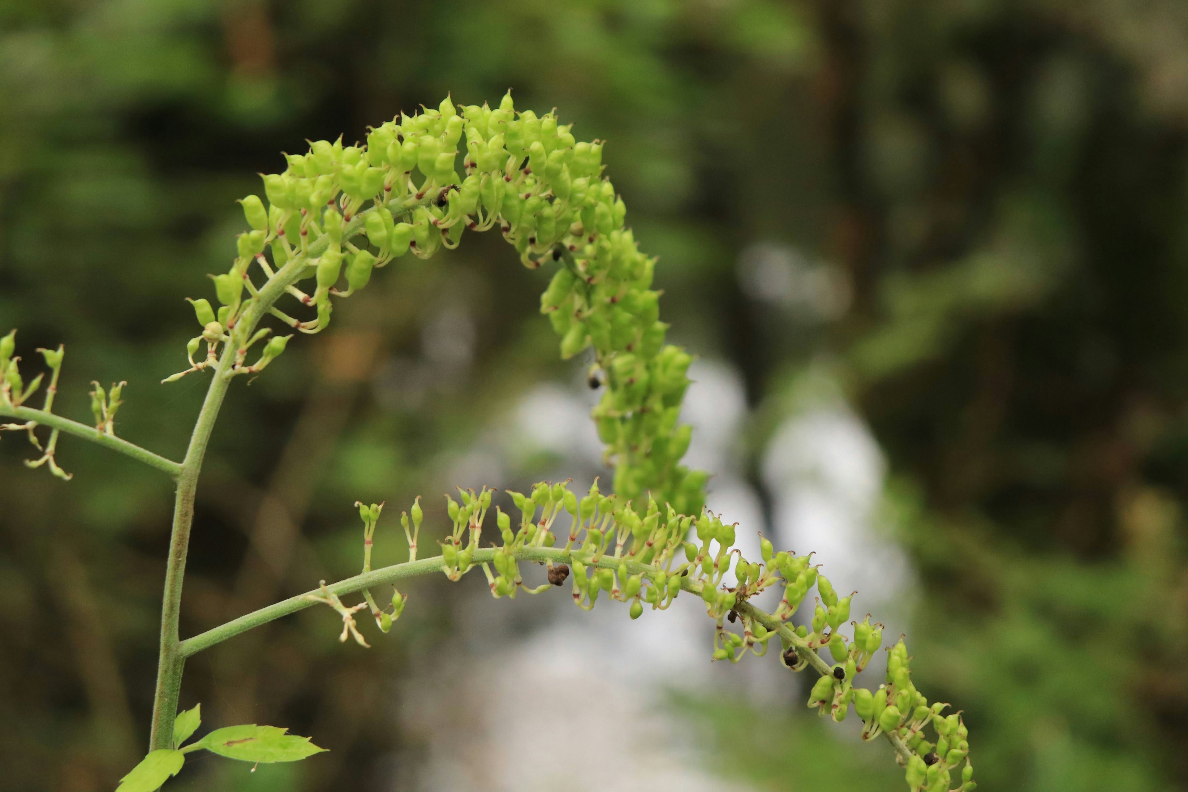 Curved green plant stem with small leaves